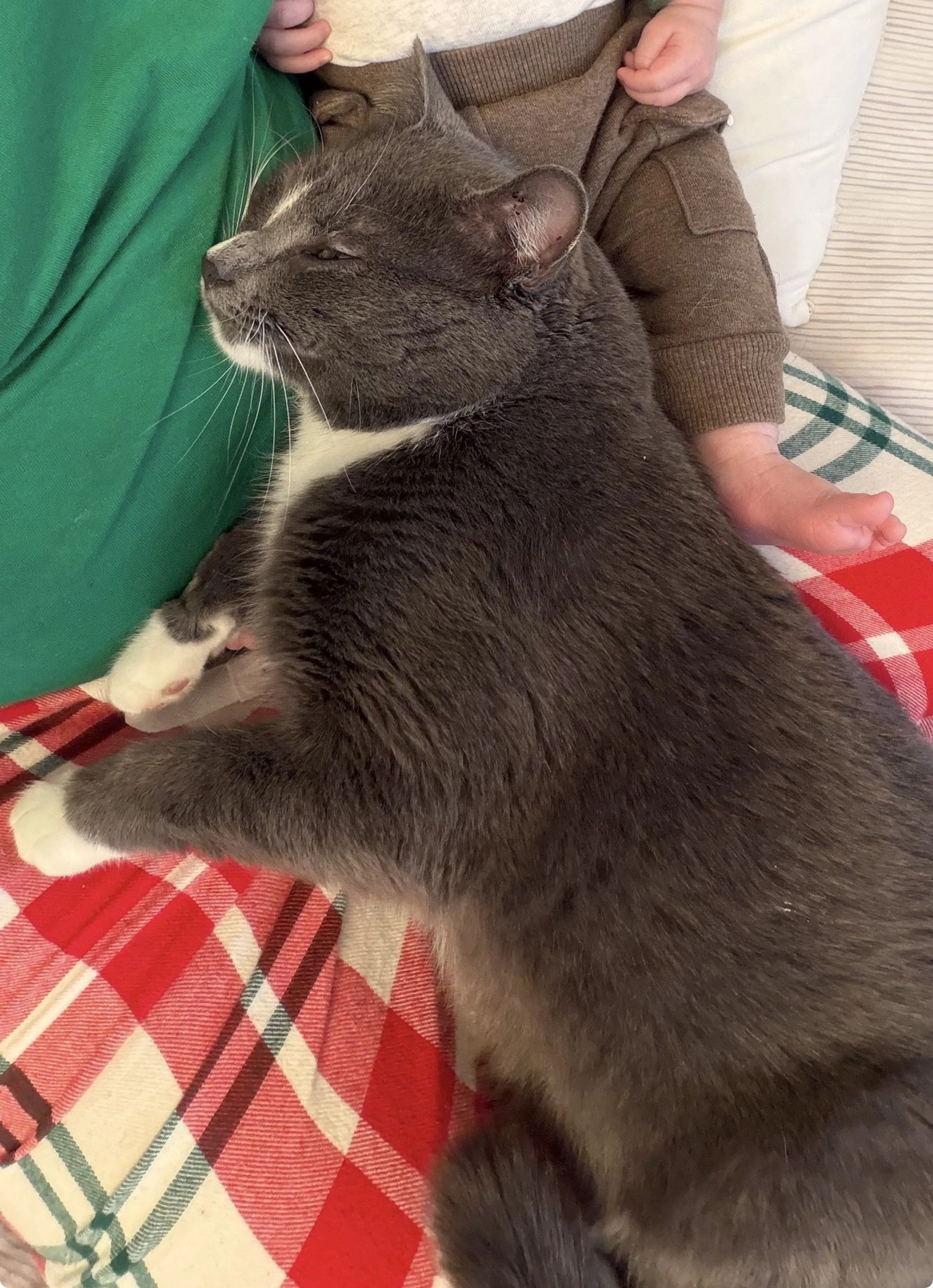 Lost pet-2