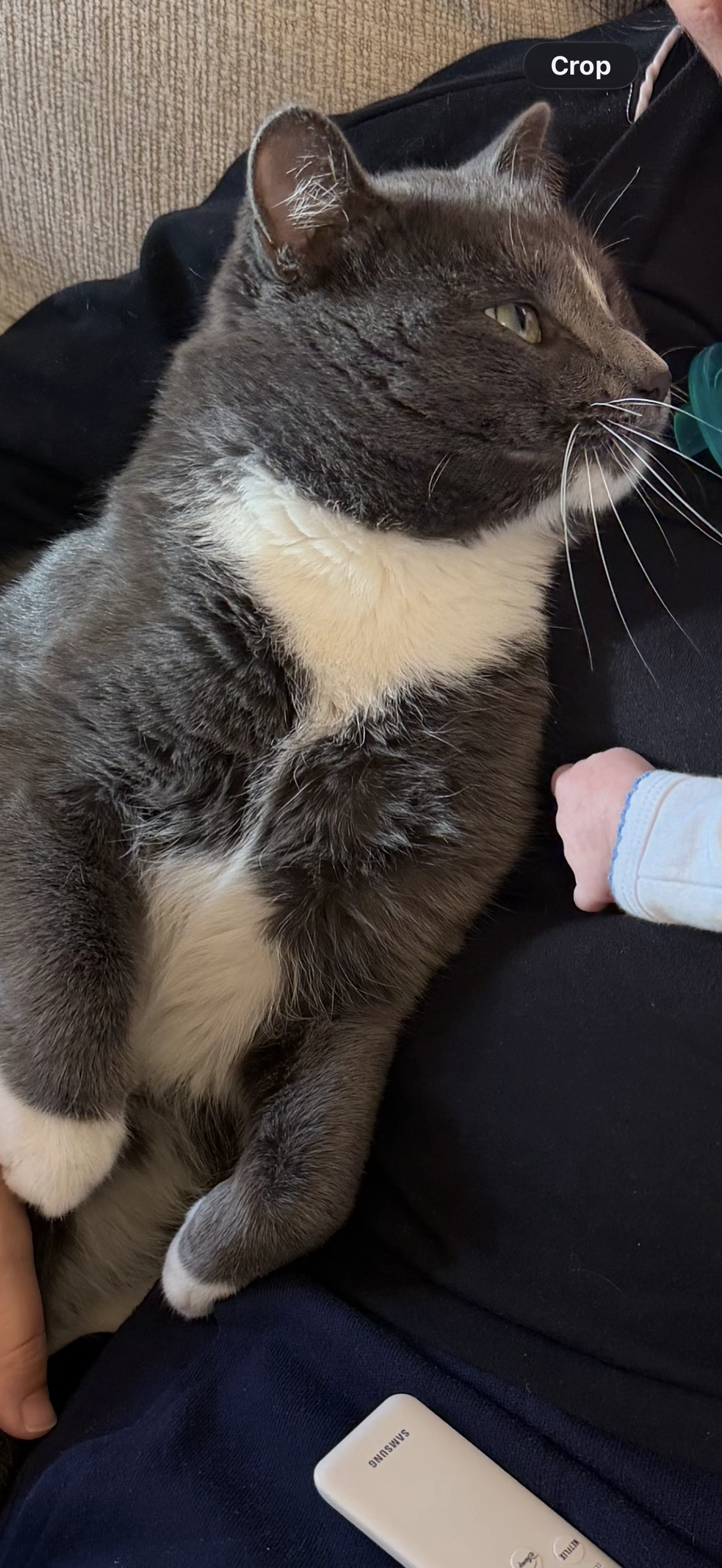 Lost pet-1