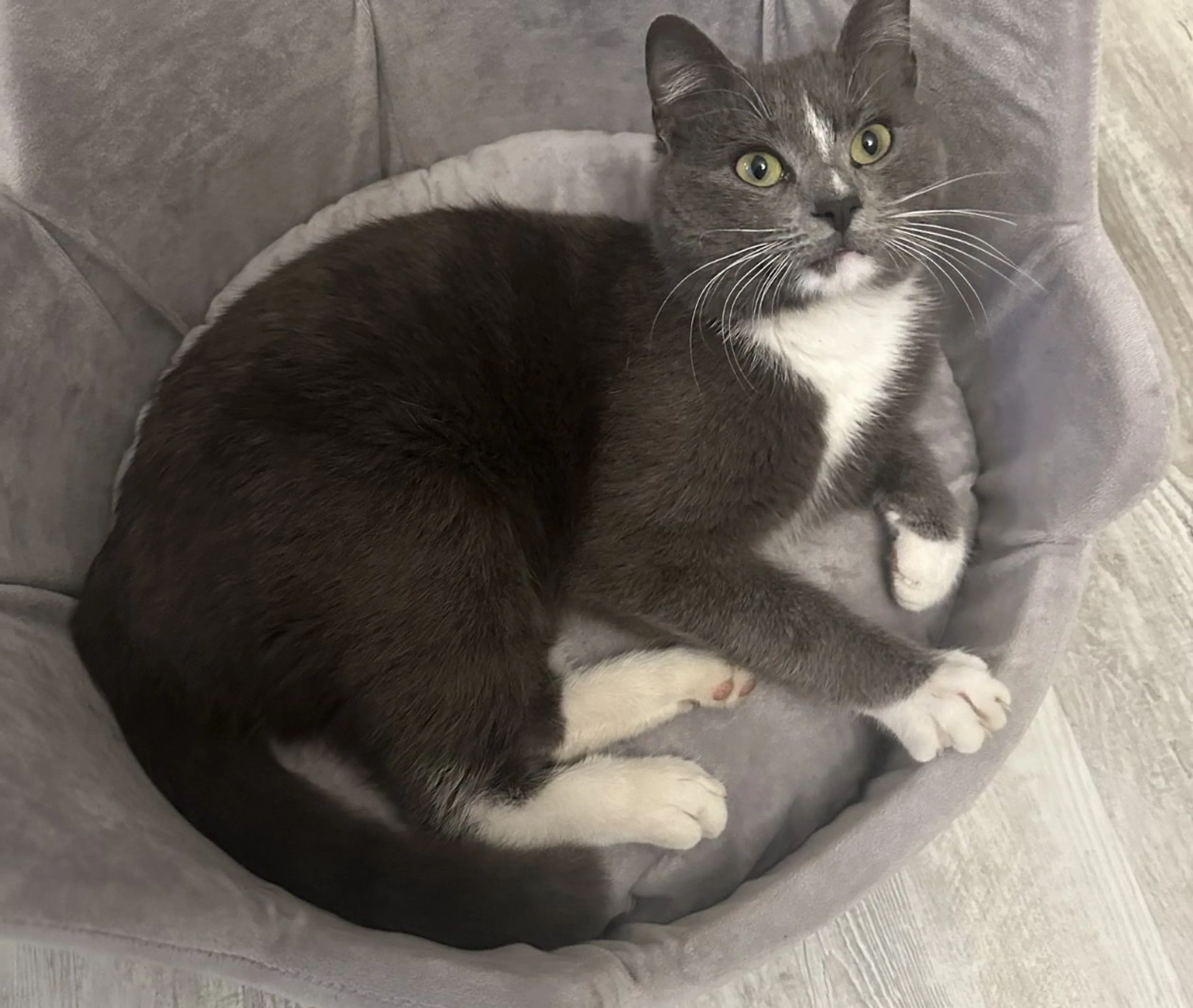Lost pet-3