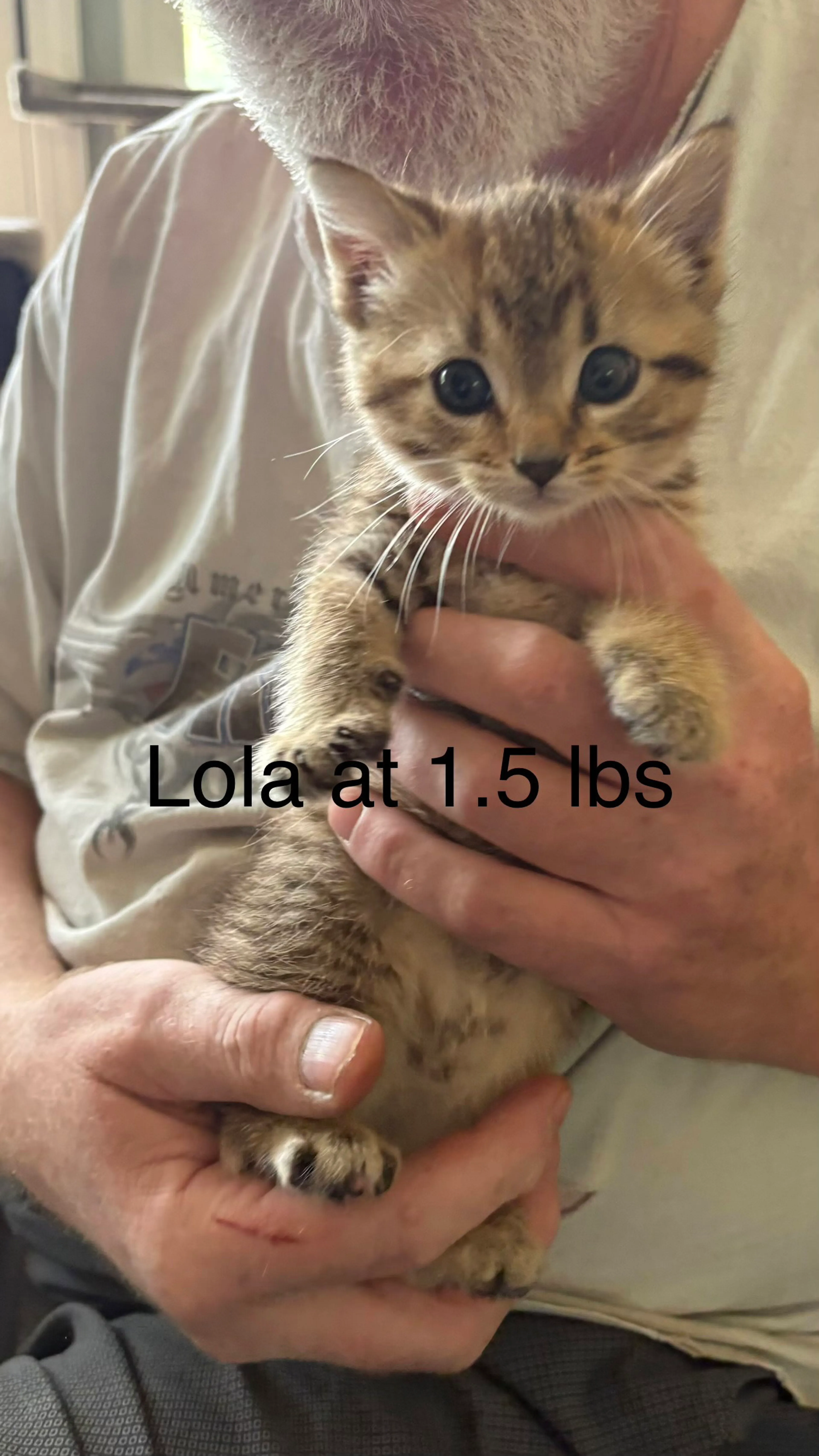 Found pet