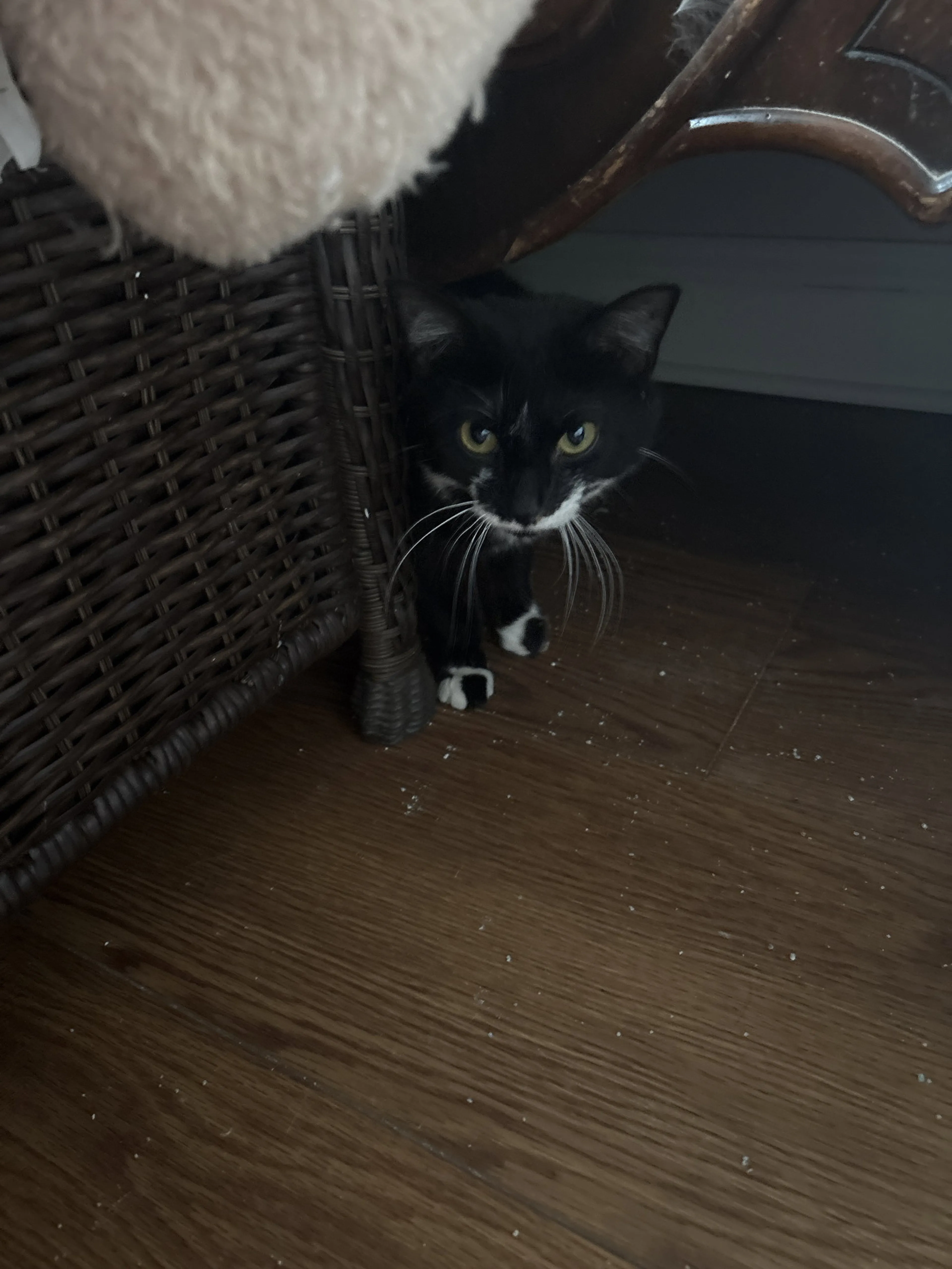Found pet
