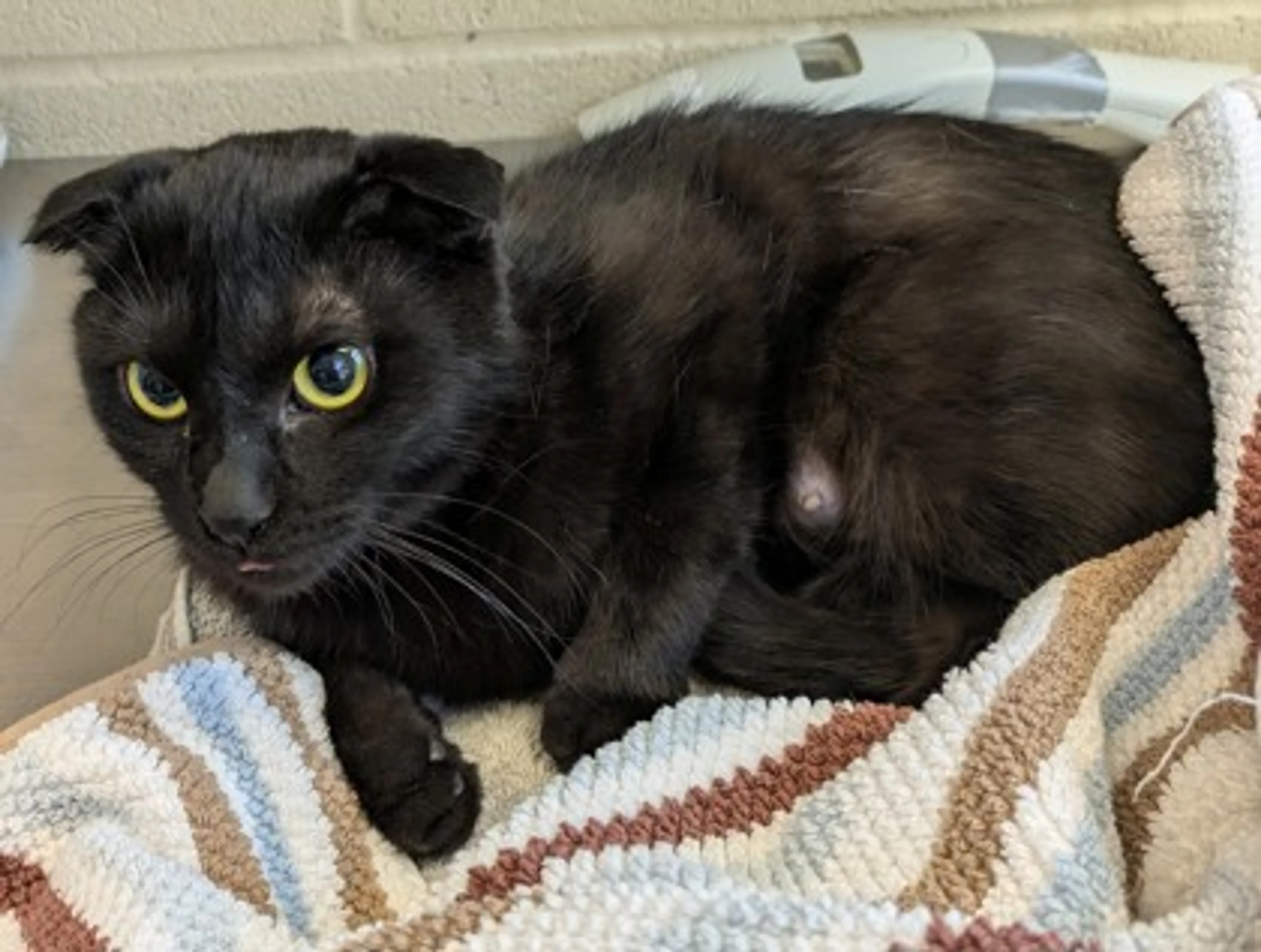 Found pet