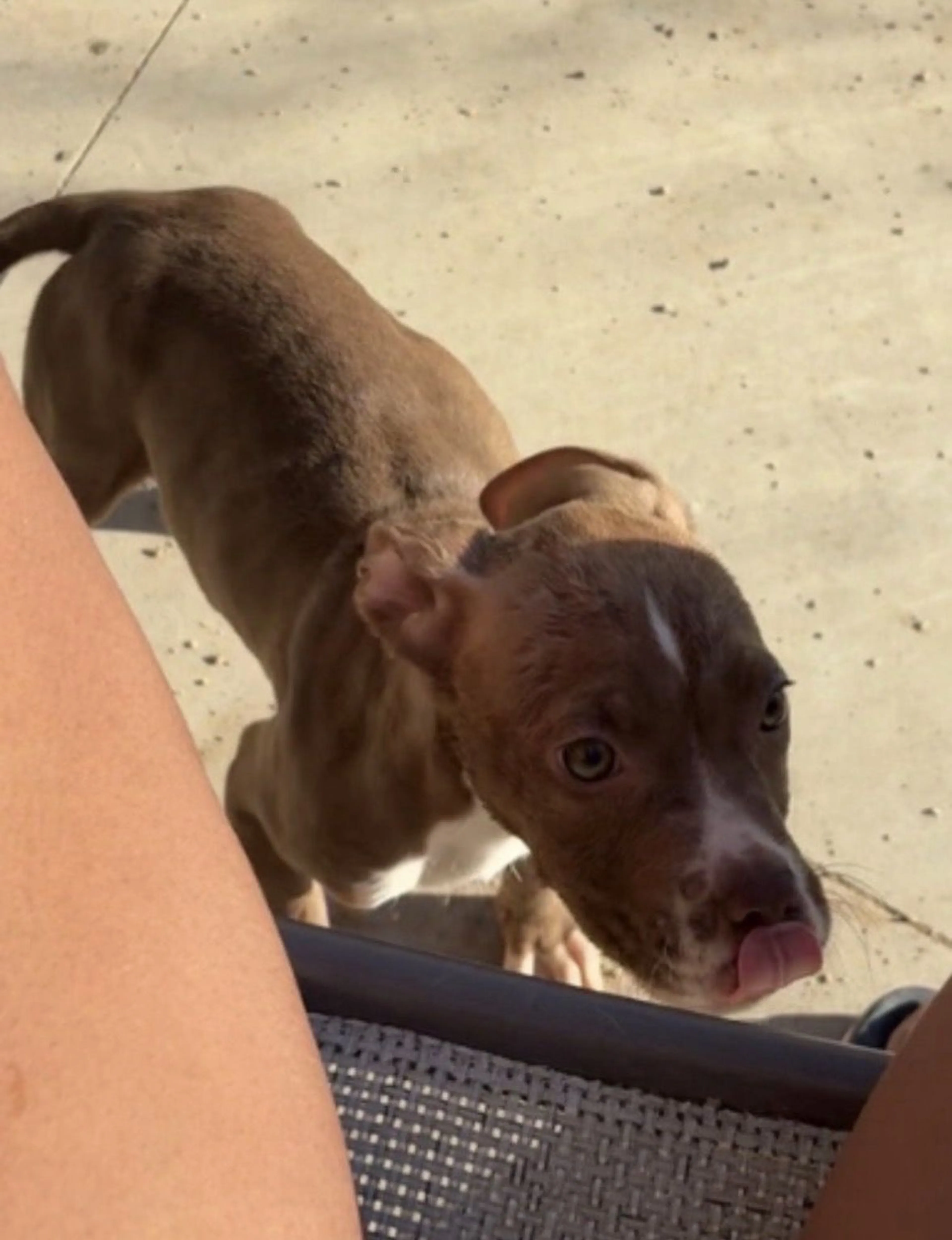 Lost pet