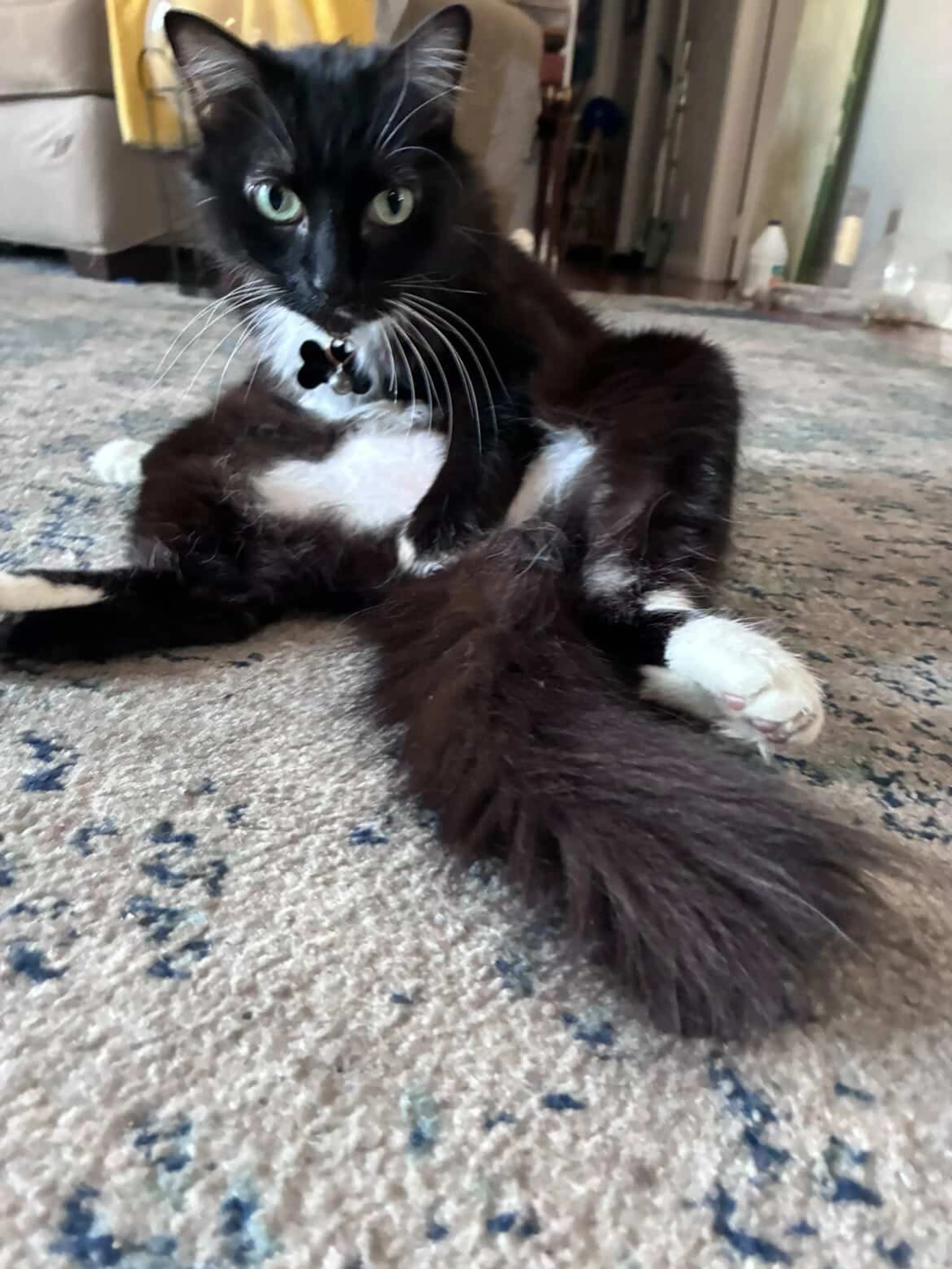 Lost pet-2