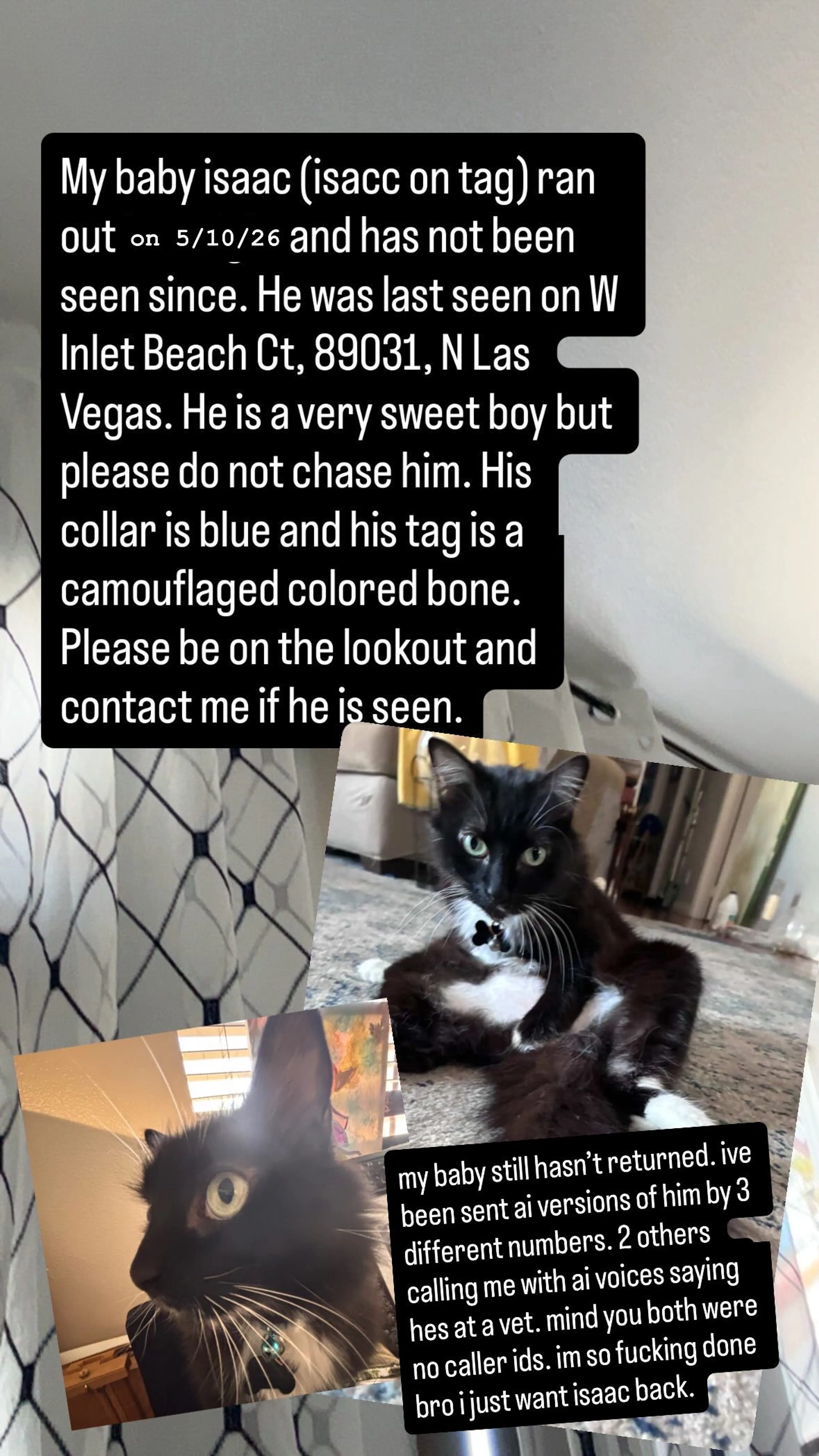 Lost pet-0