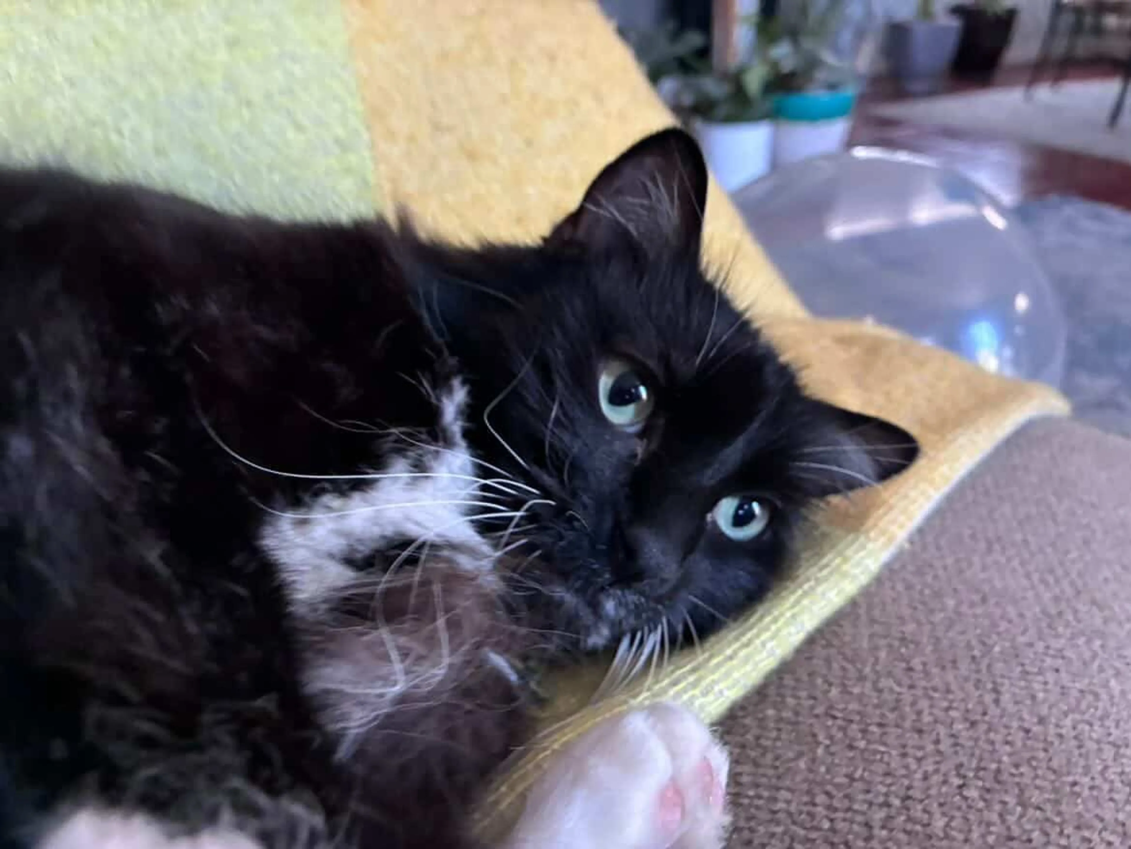 Lost pet-1