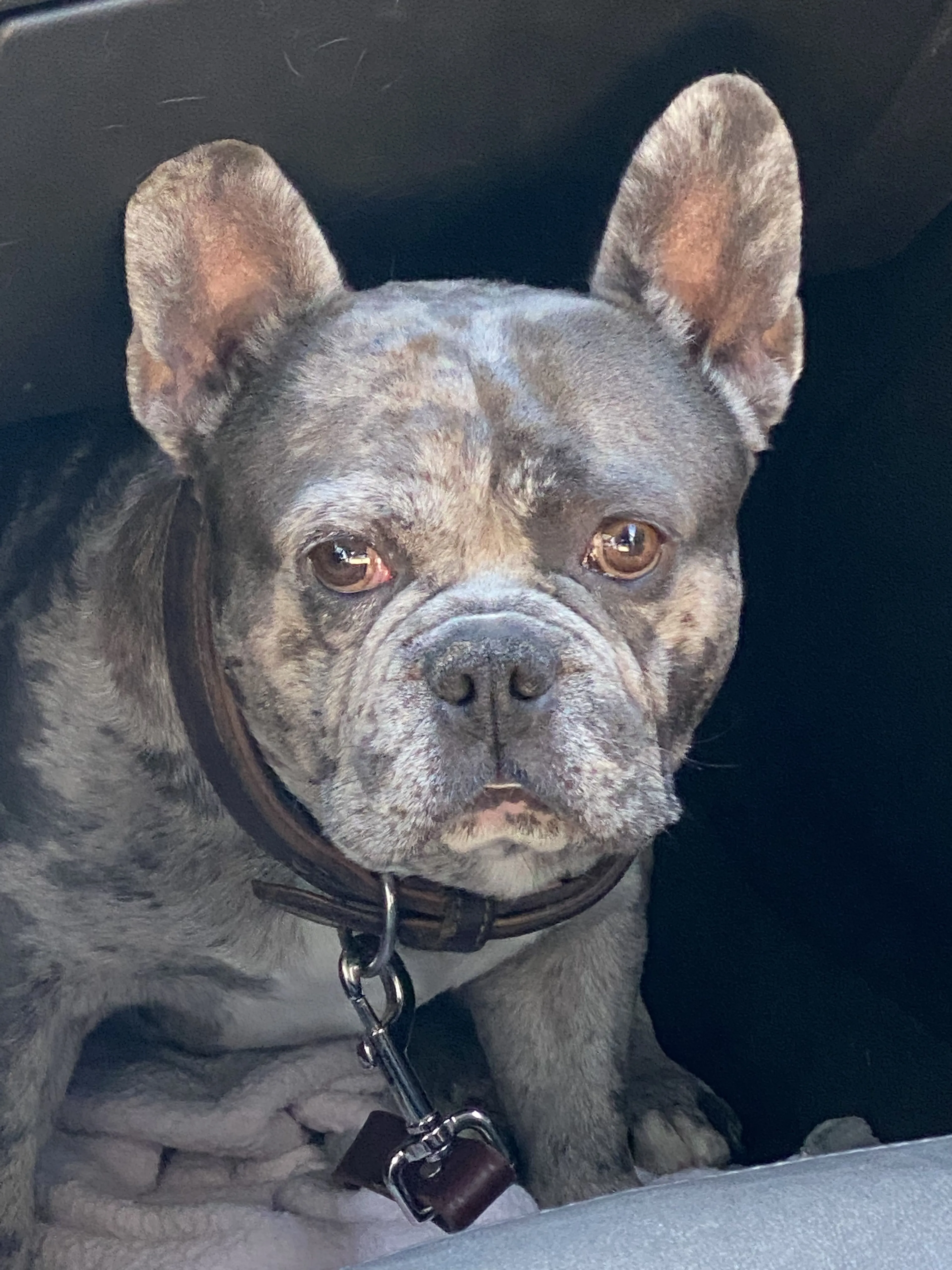 Lost pet
