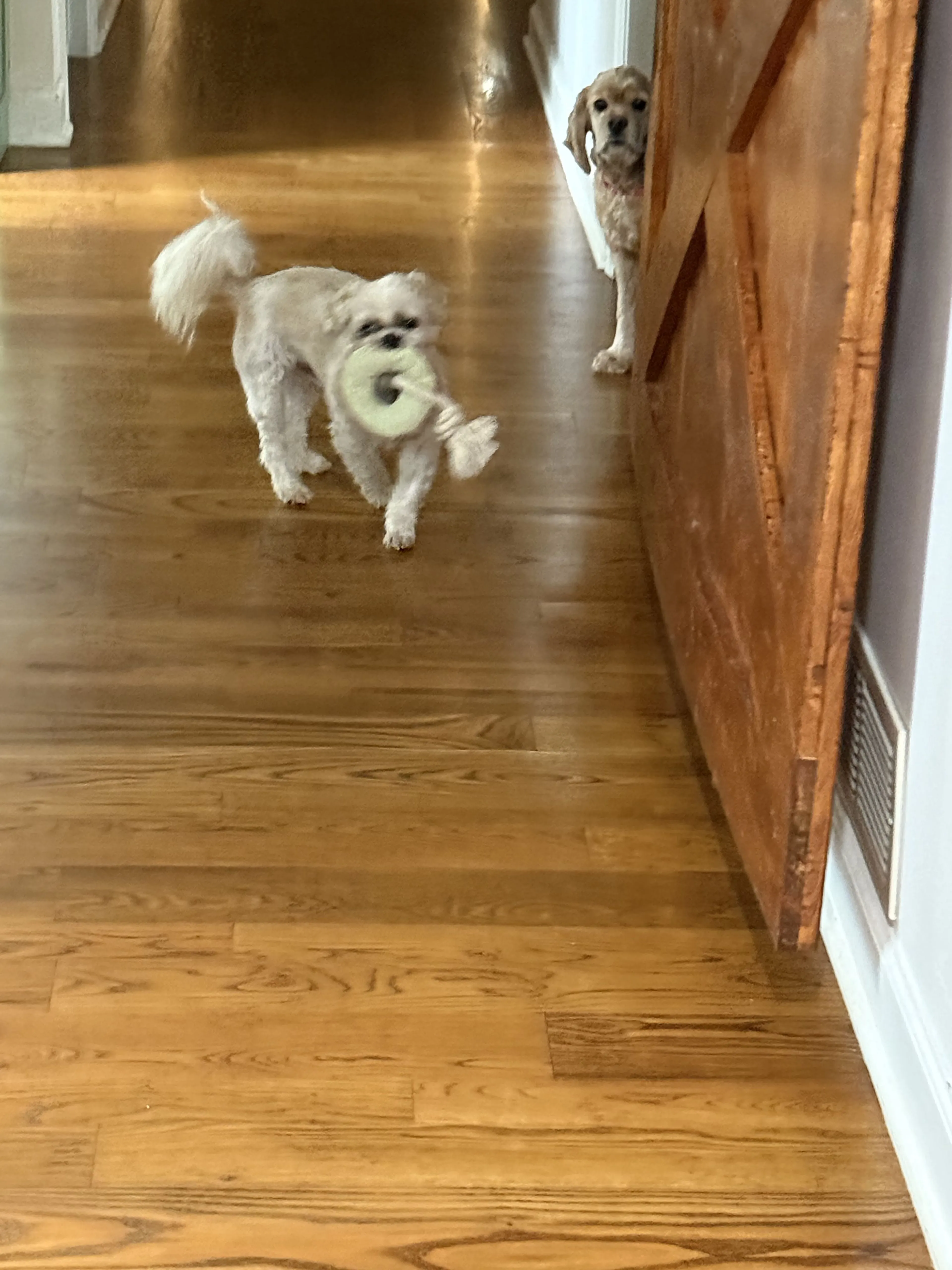 Lost pet-0