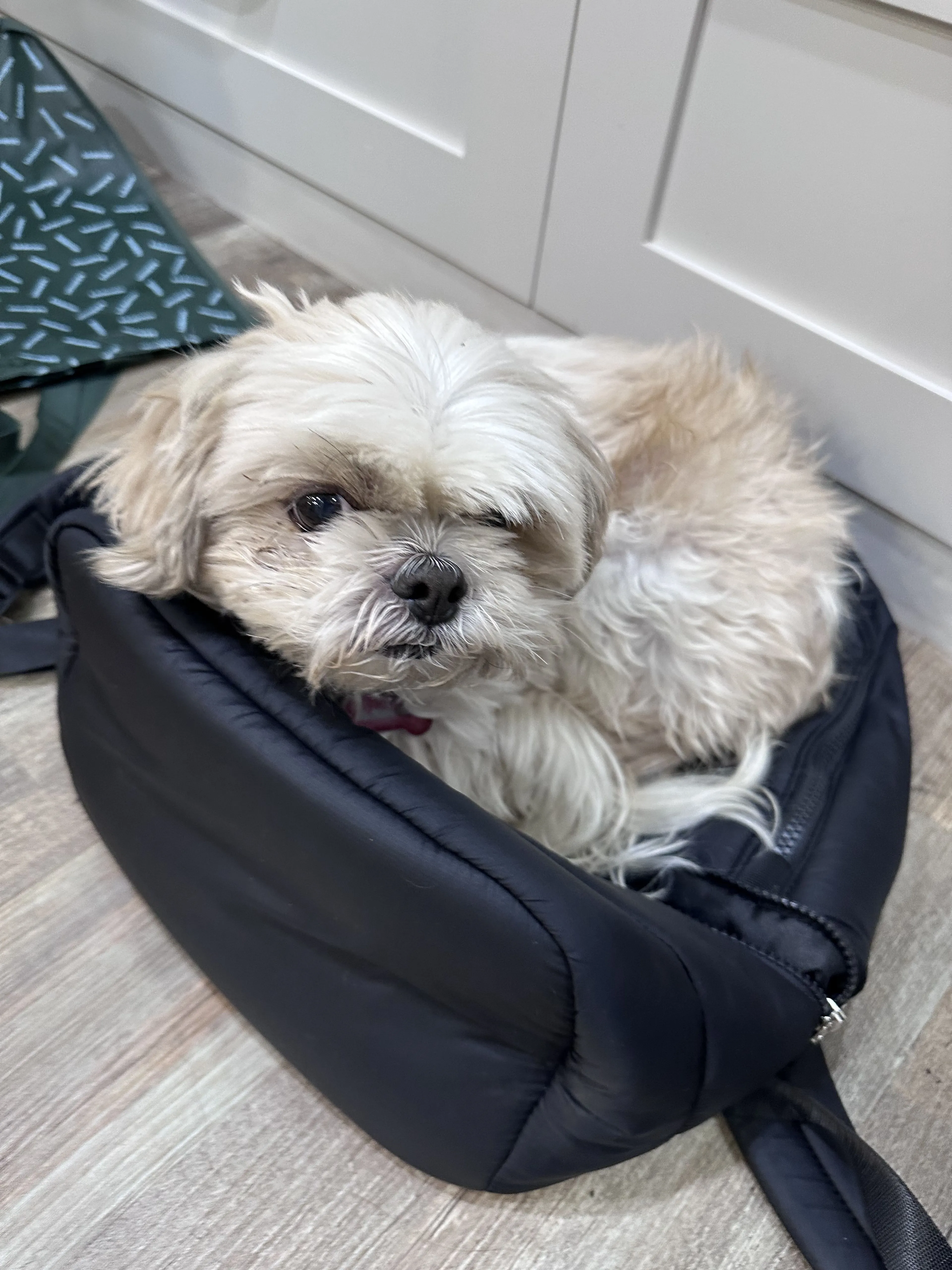 Lost pet-2