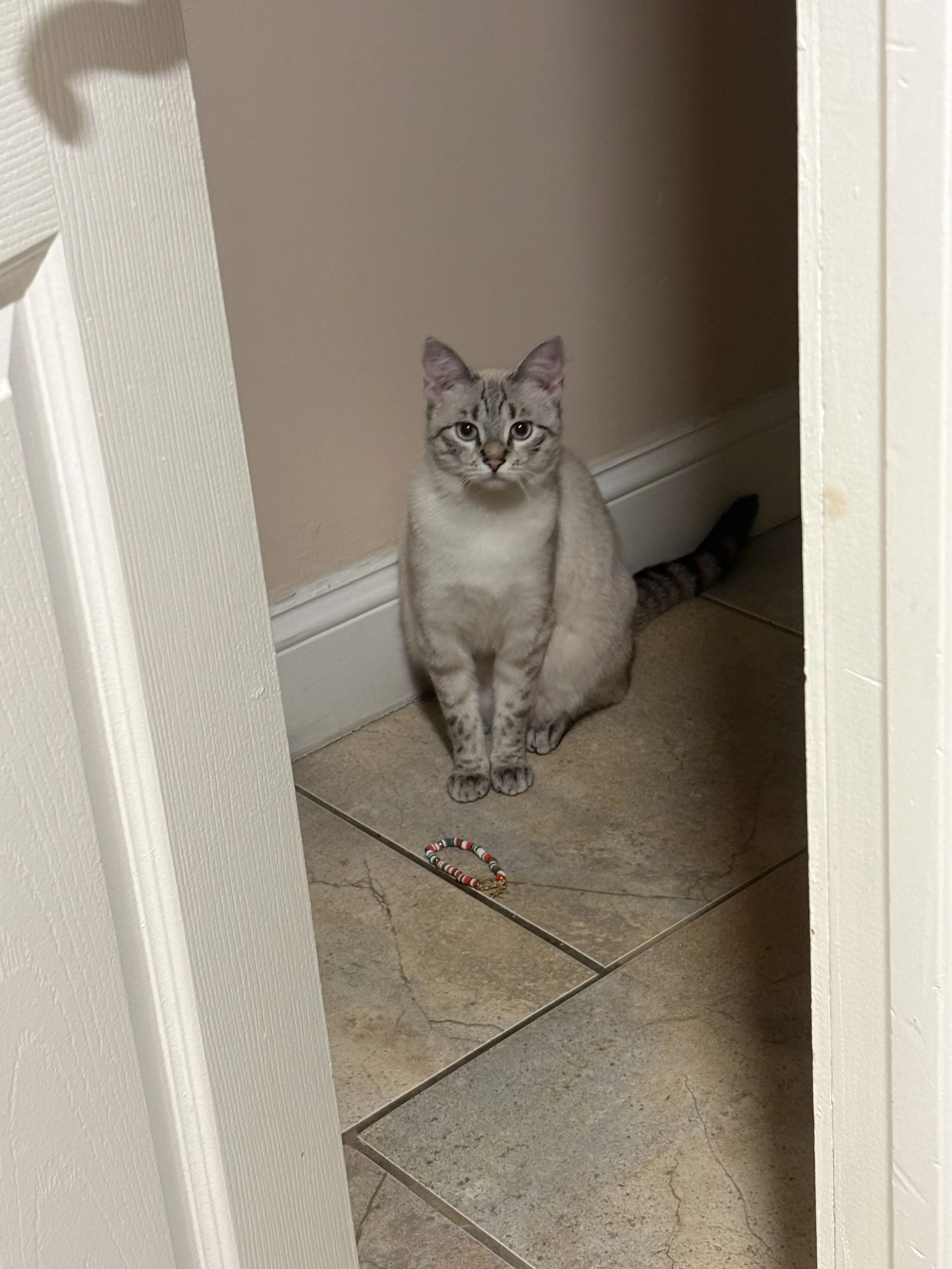 Lost pet