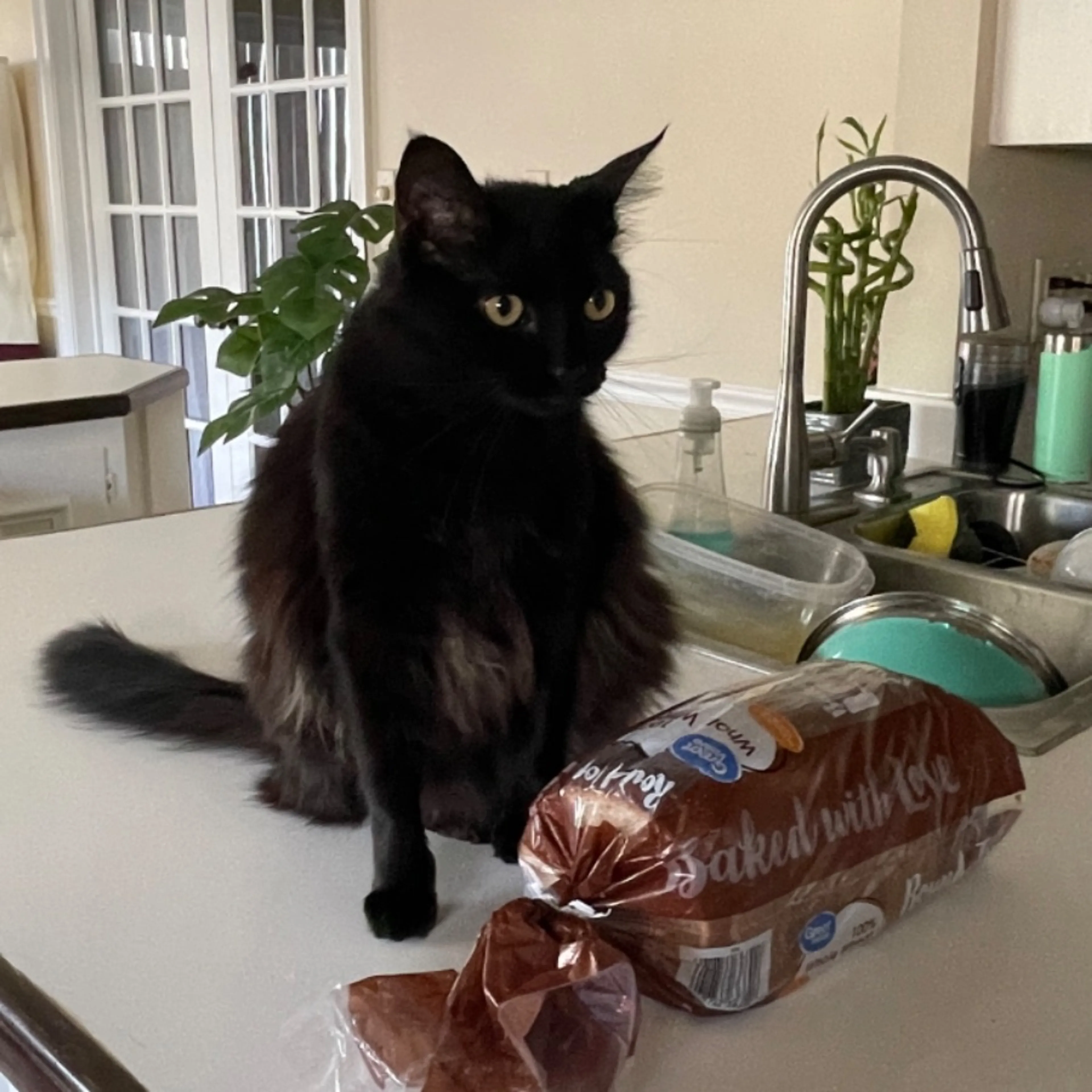 Lost pet