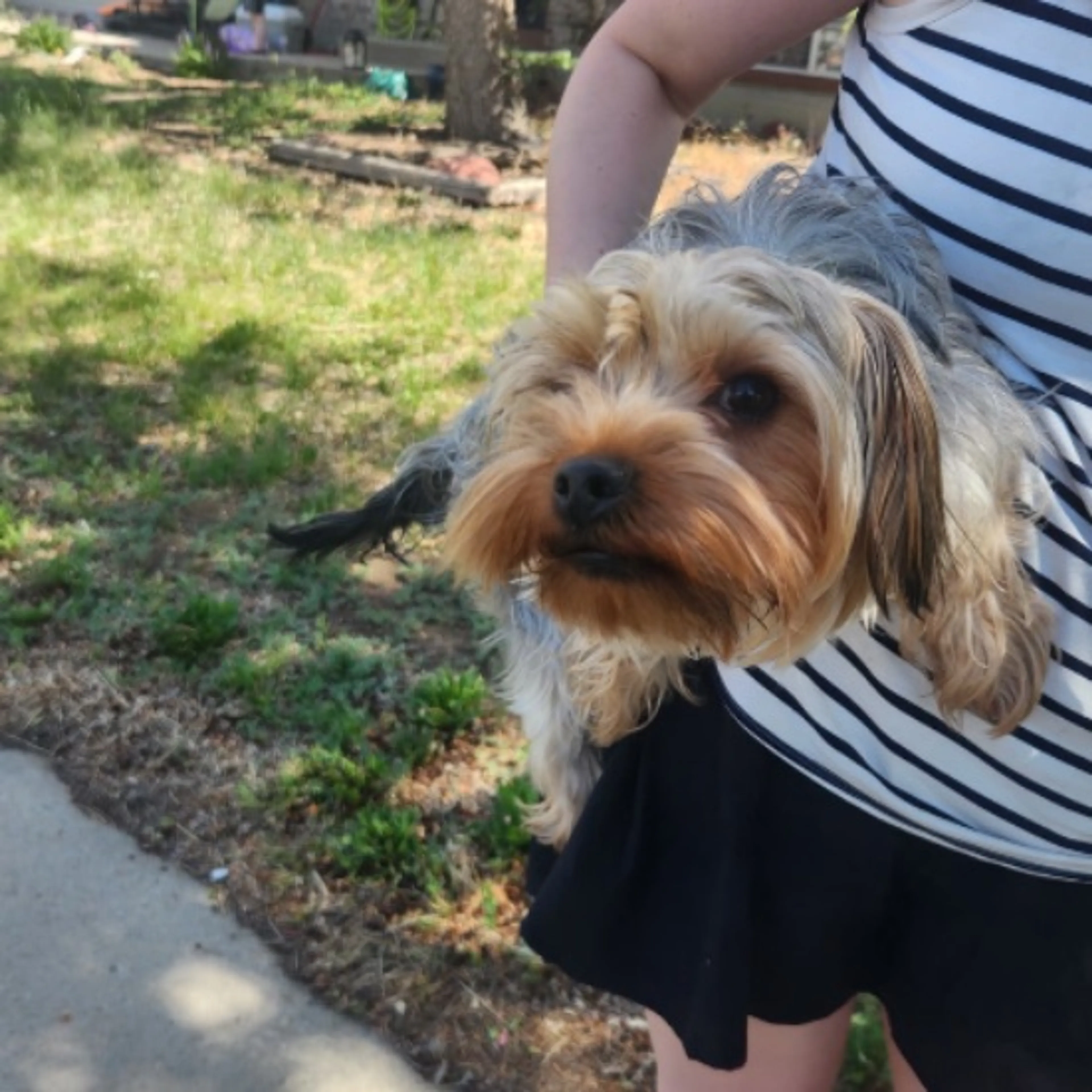 Lost pet