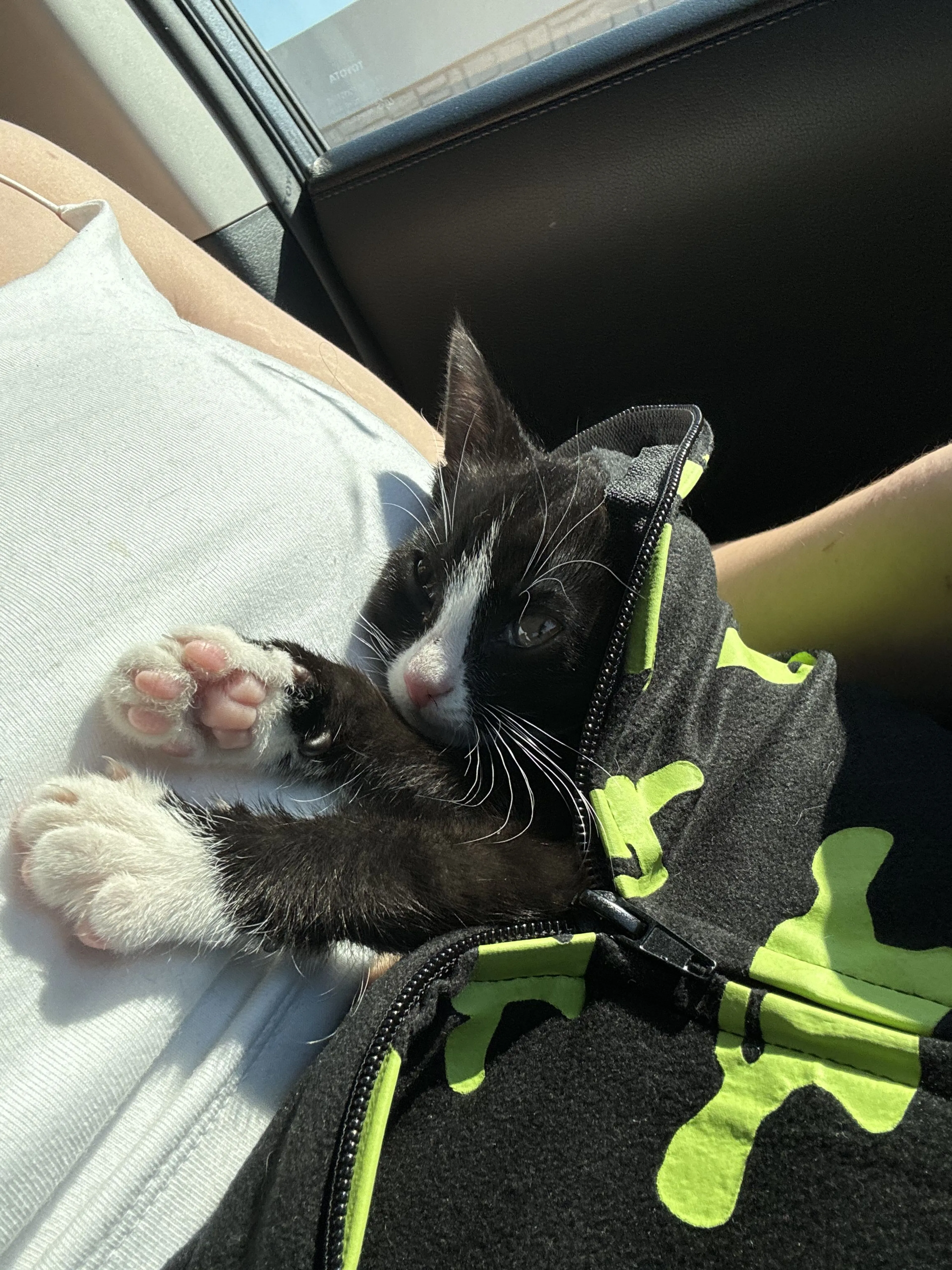 Lost pet-0