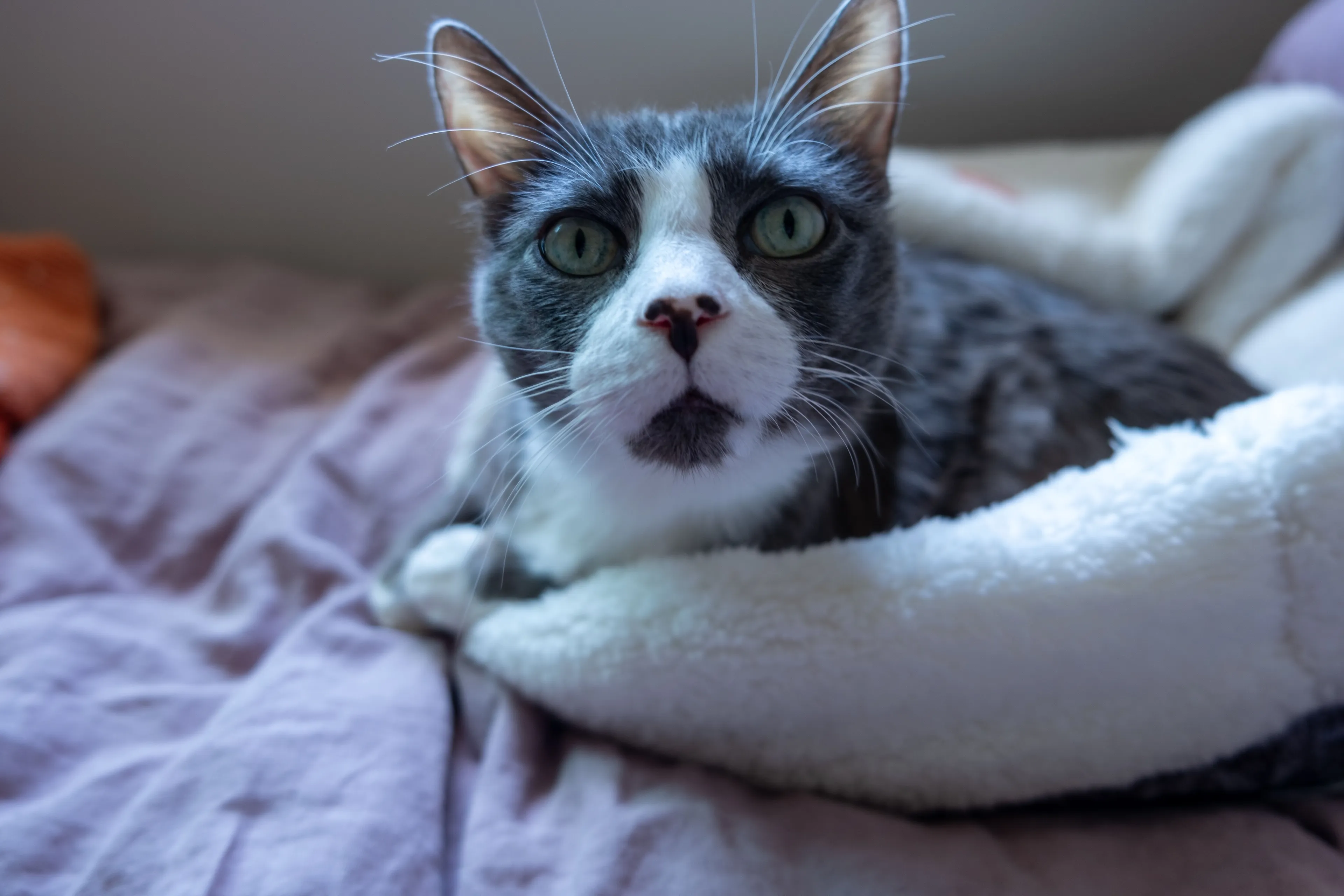 Lost pet-2
