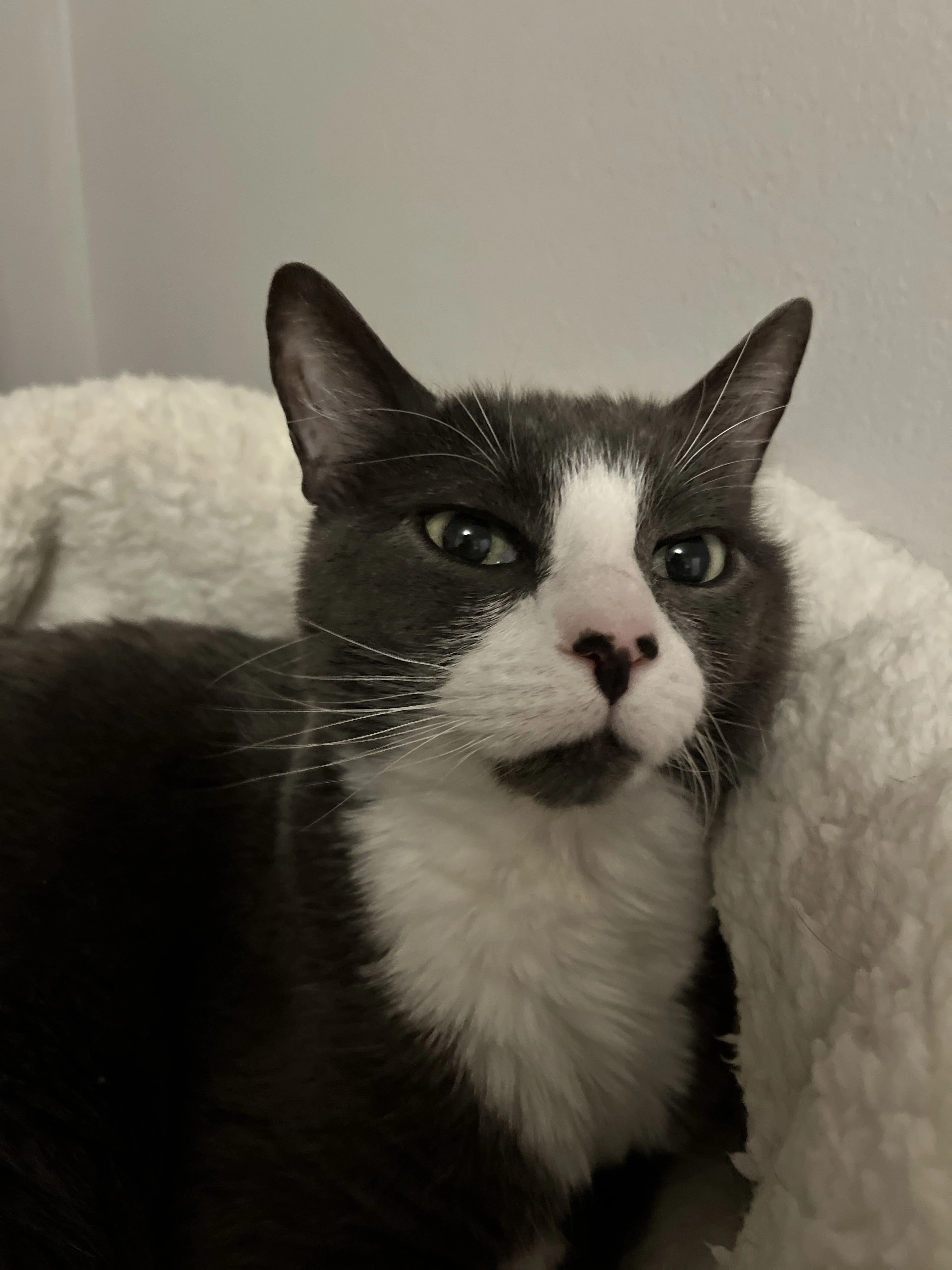 Lost pet-1
