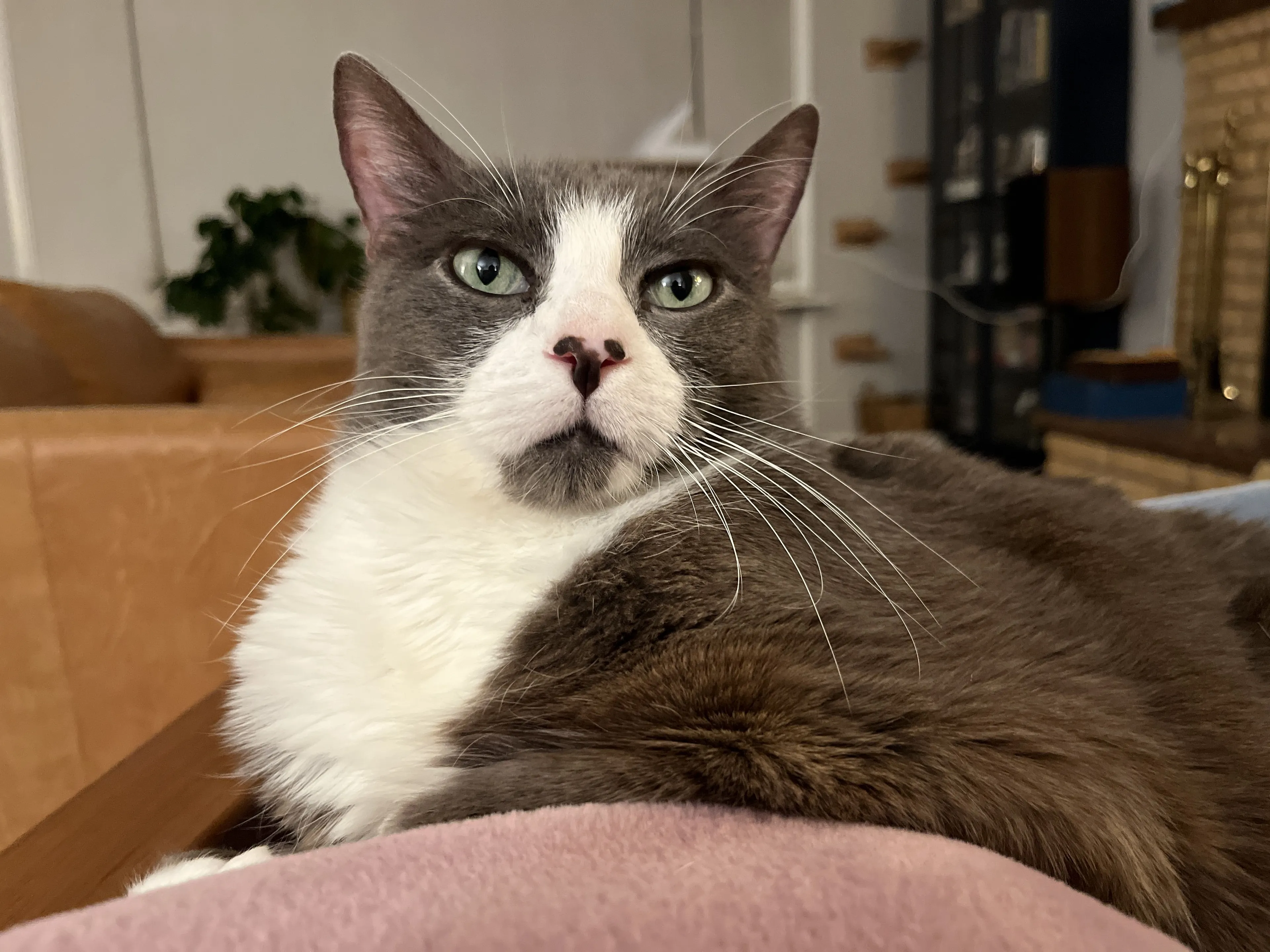 Lost pet-3