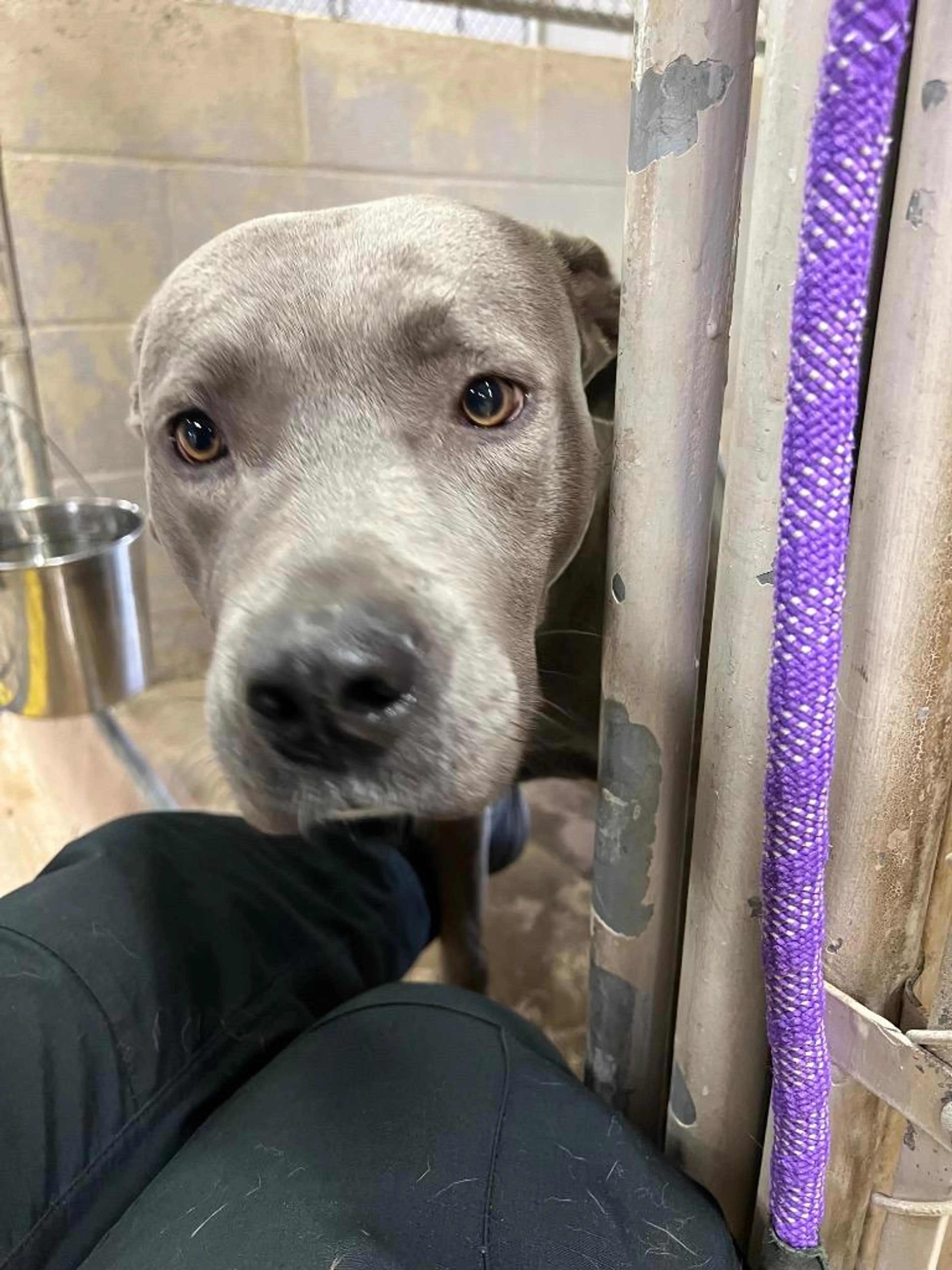 Found pet