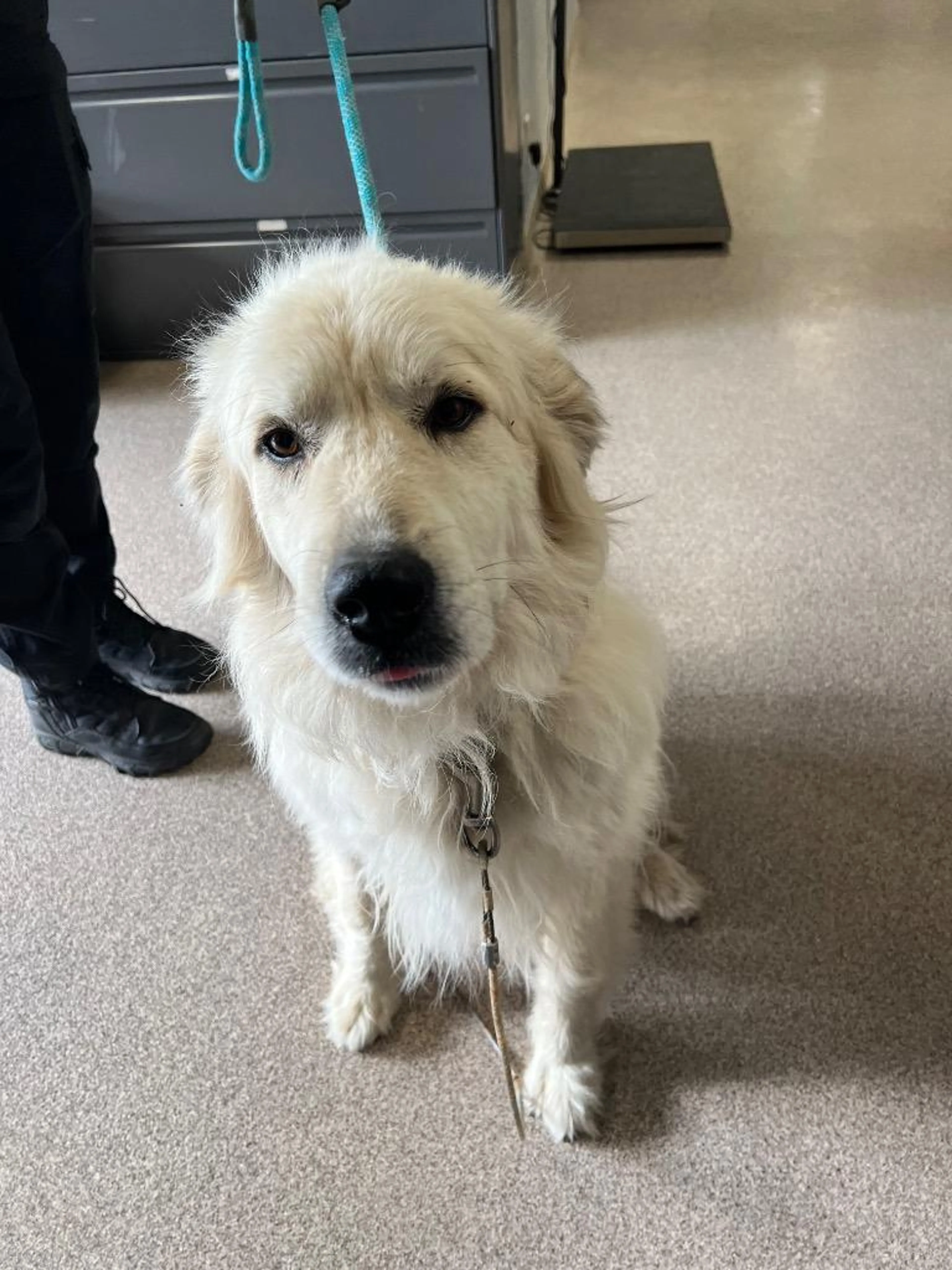 Found pet