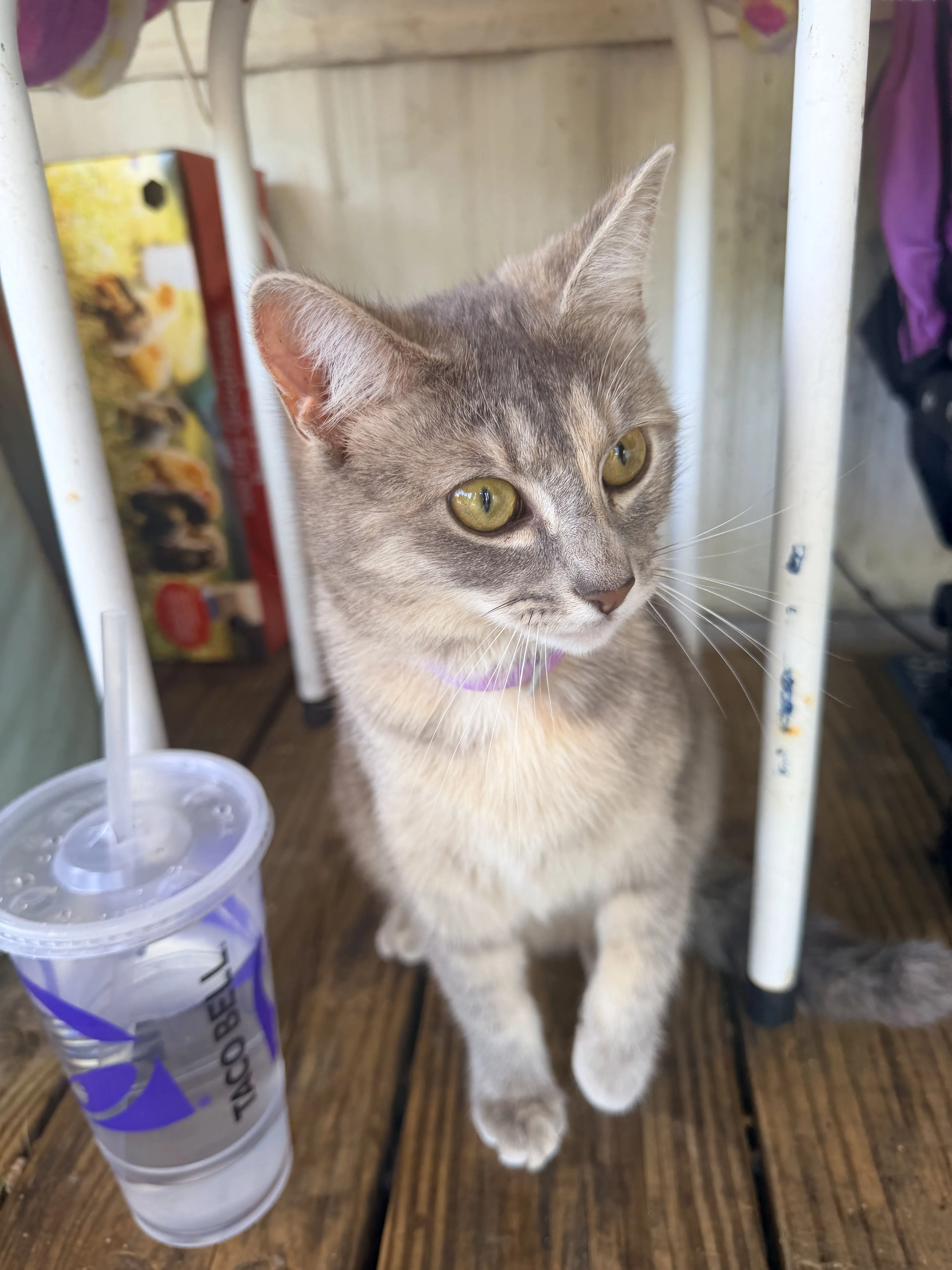Lost pet-1