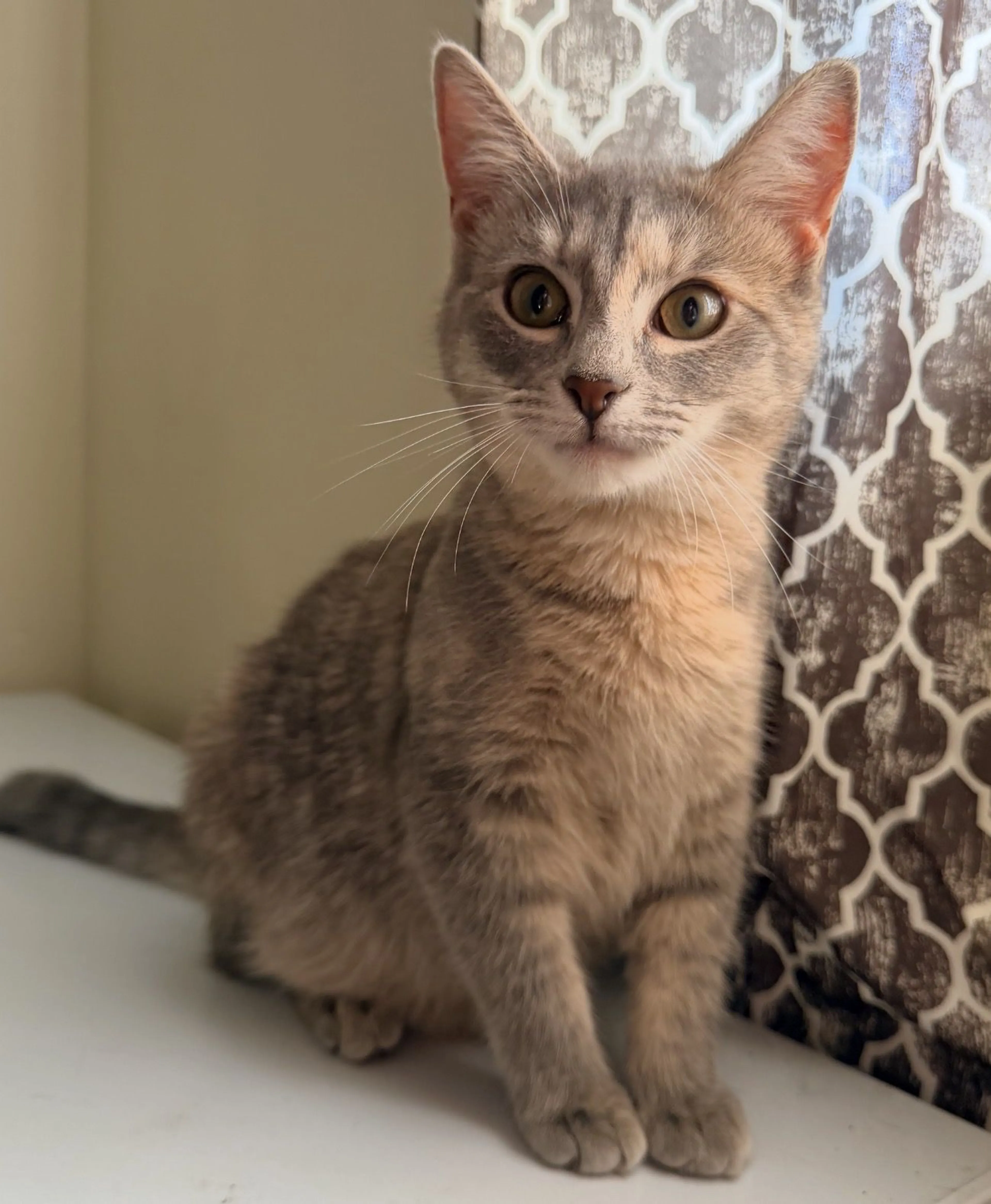 Lost pet-4