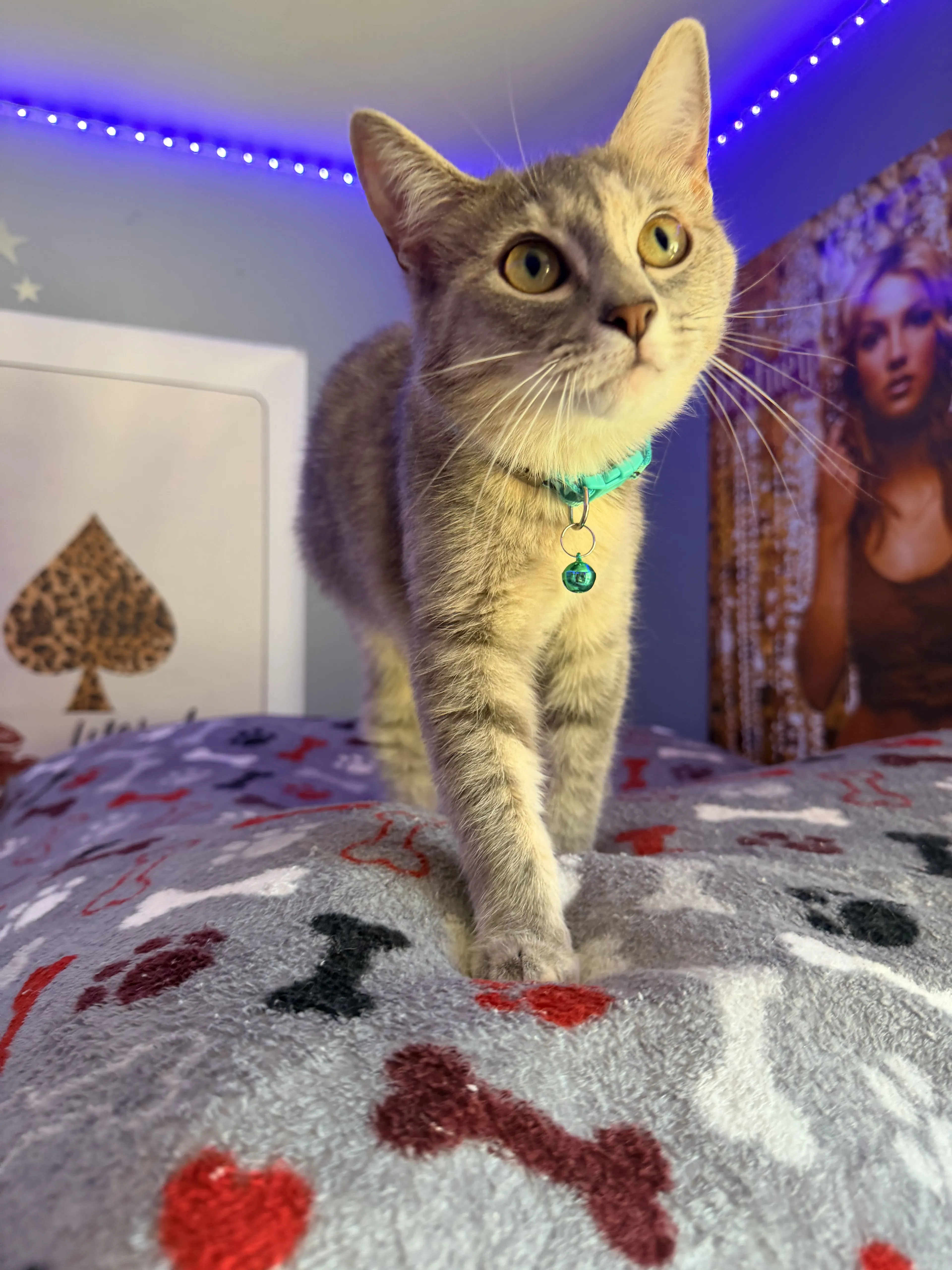 Lost pet-0
