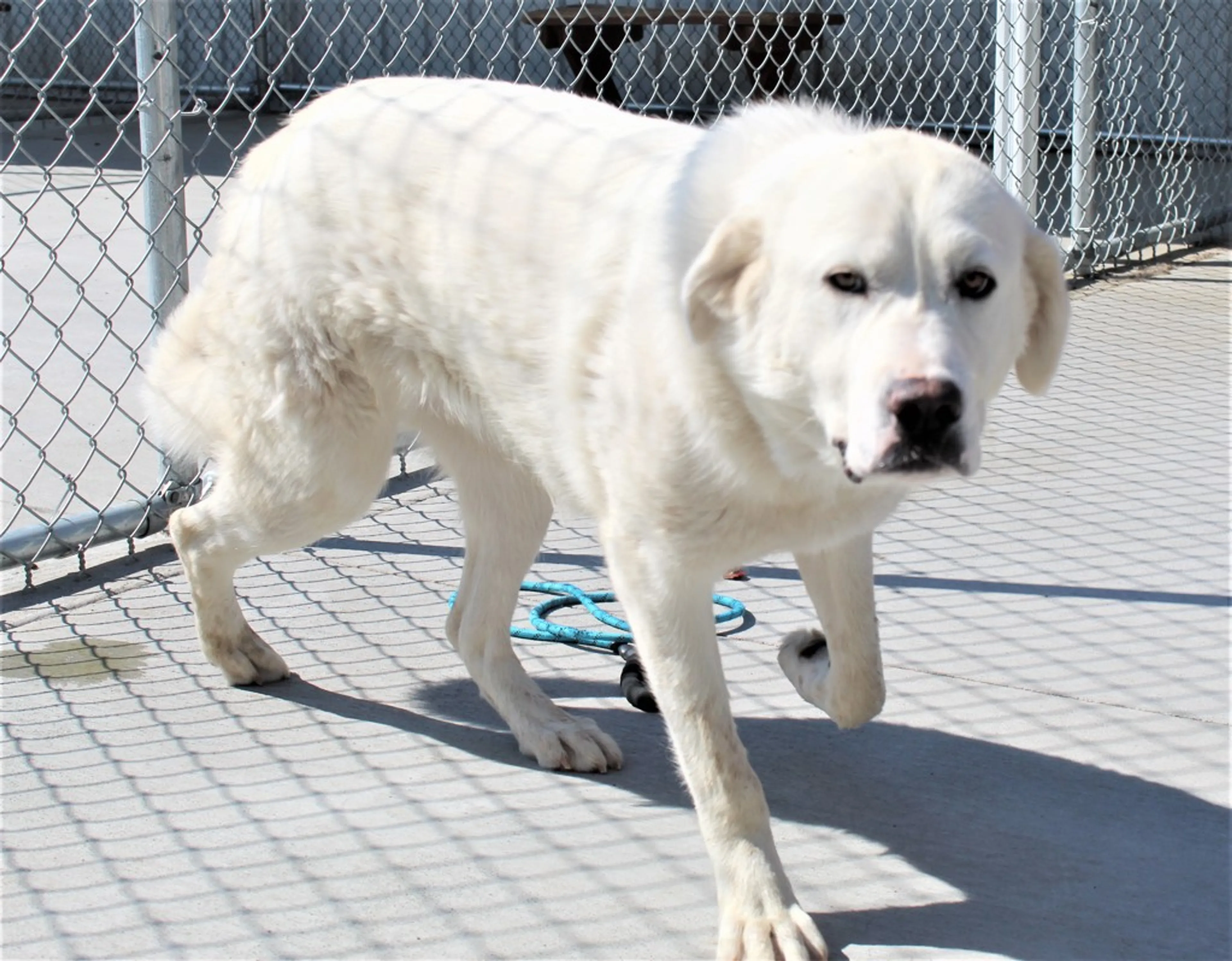 Found pet-4