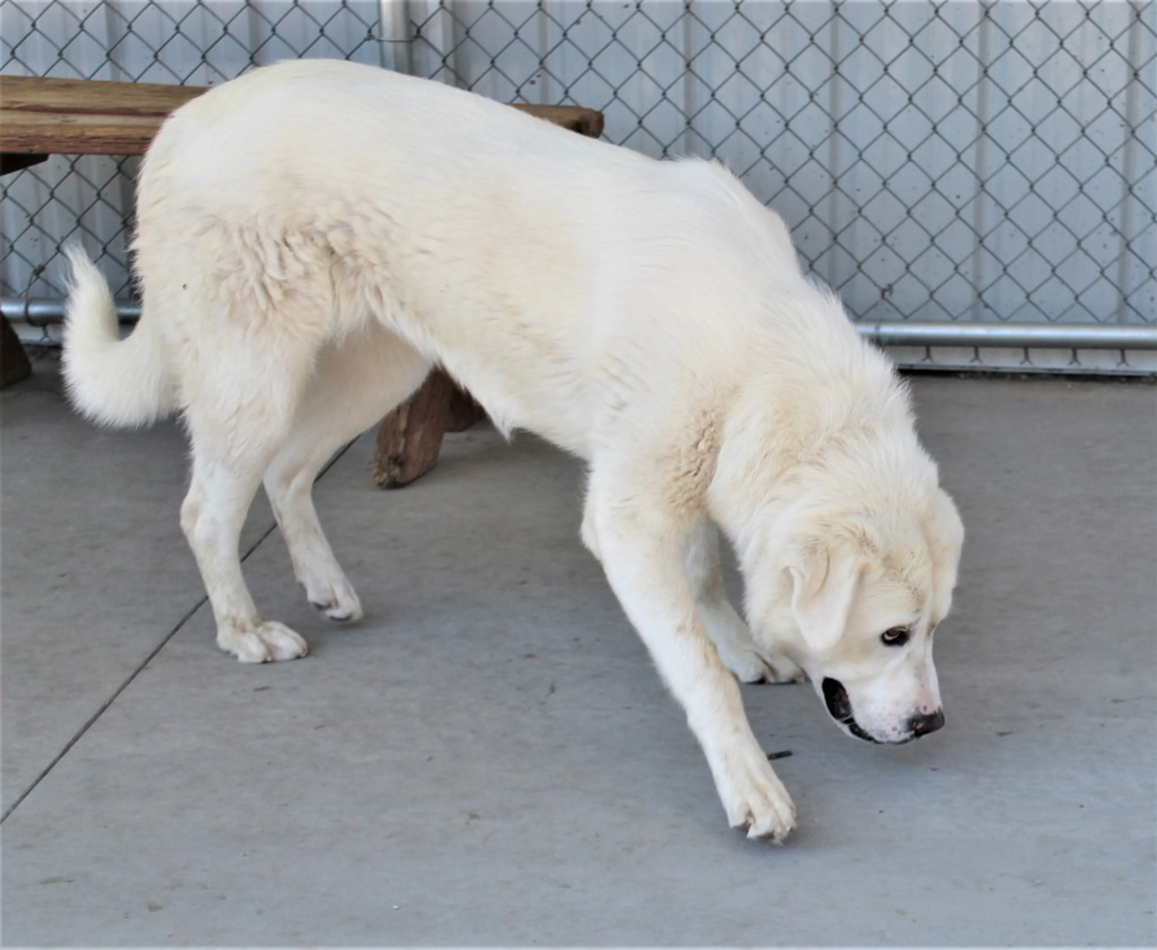 Found pet-2
