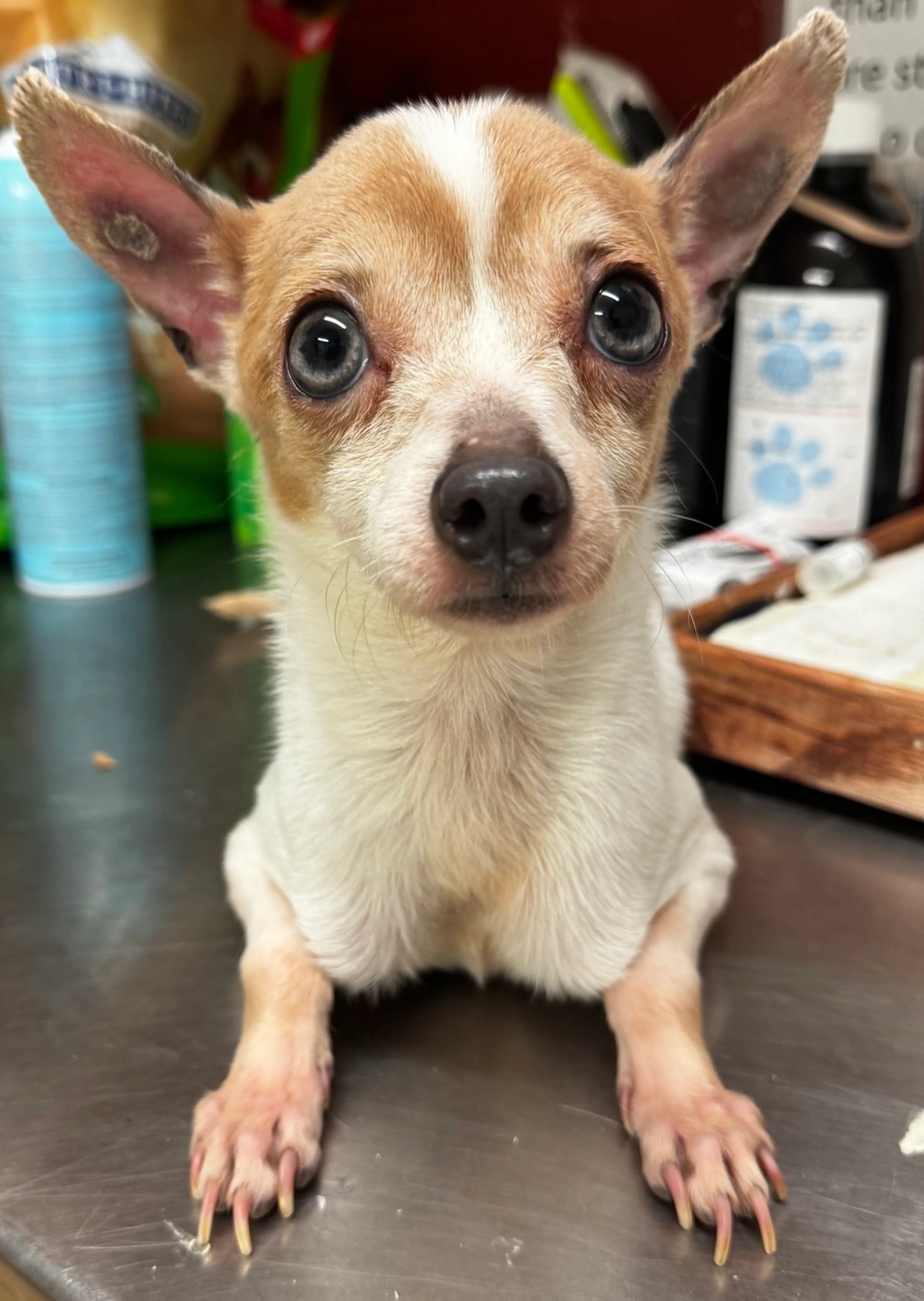 Found pet