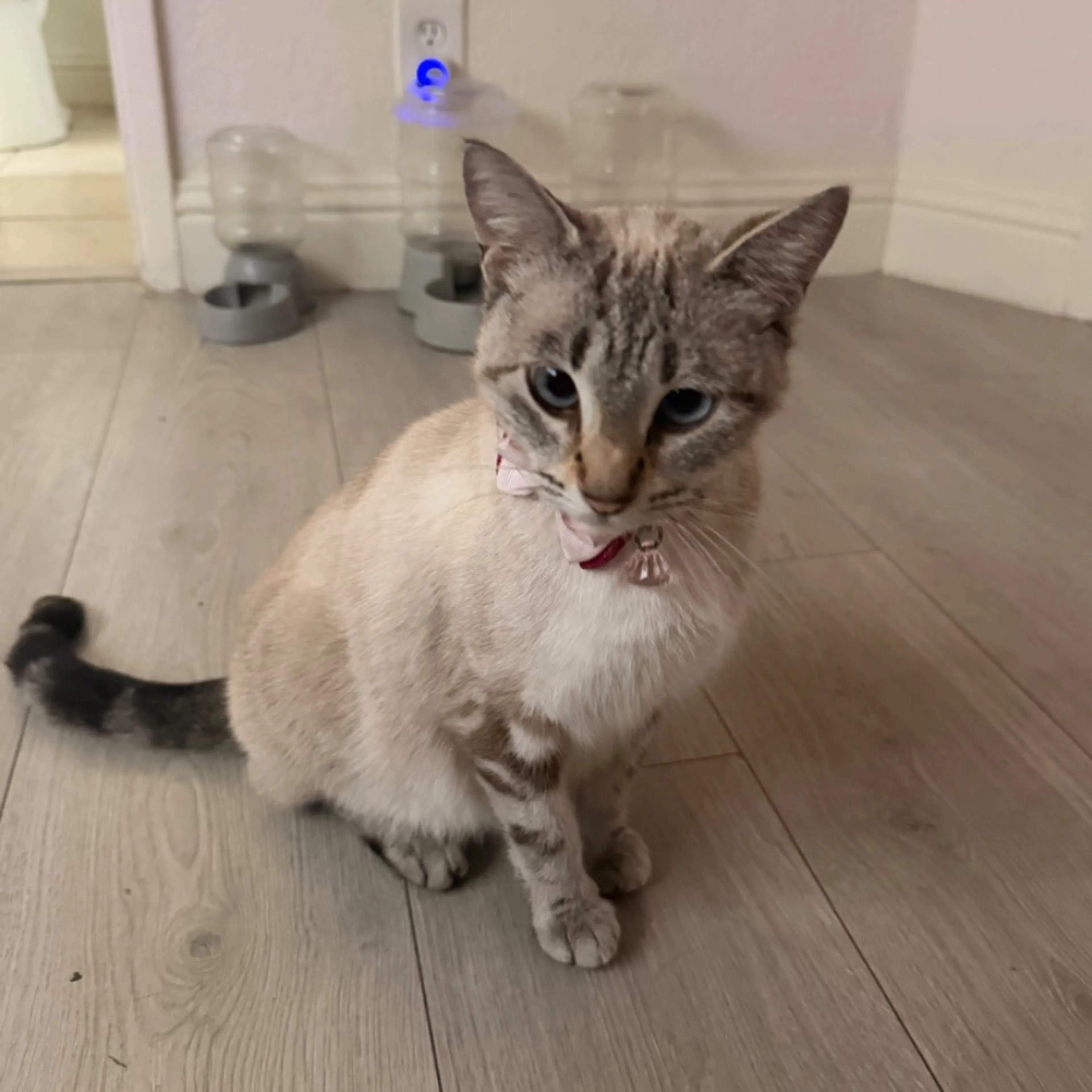 Lost pet