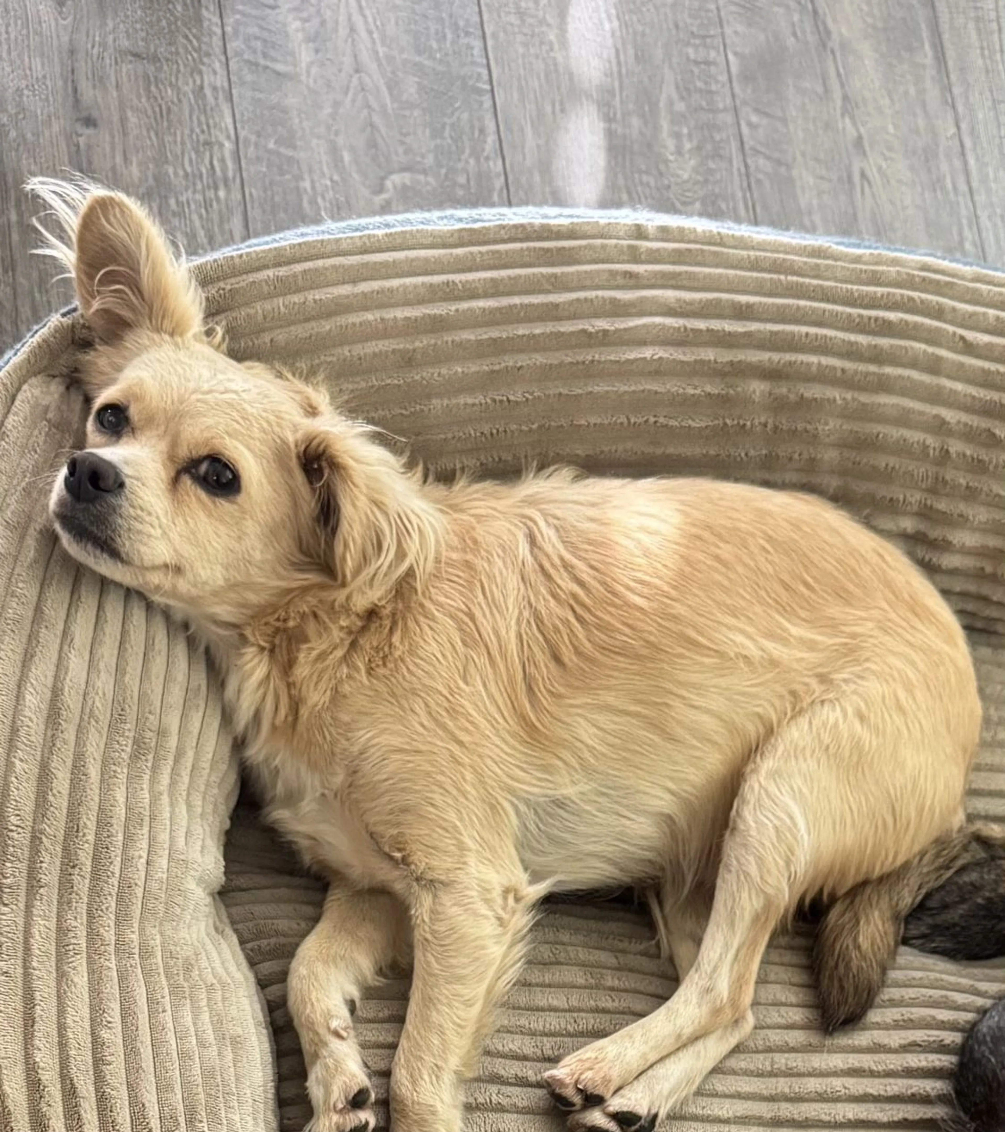 Lost pet