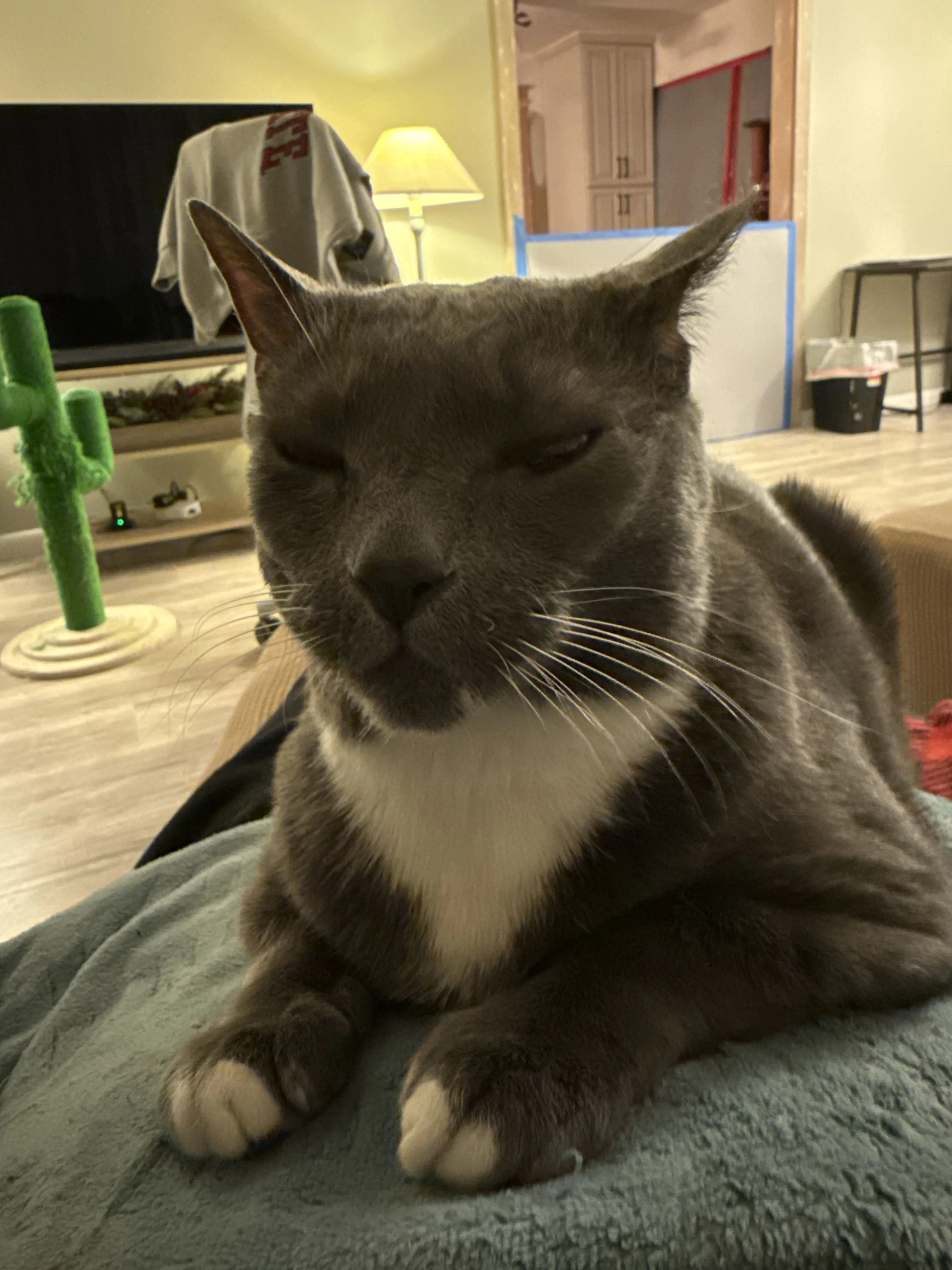 Lost pet-1