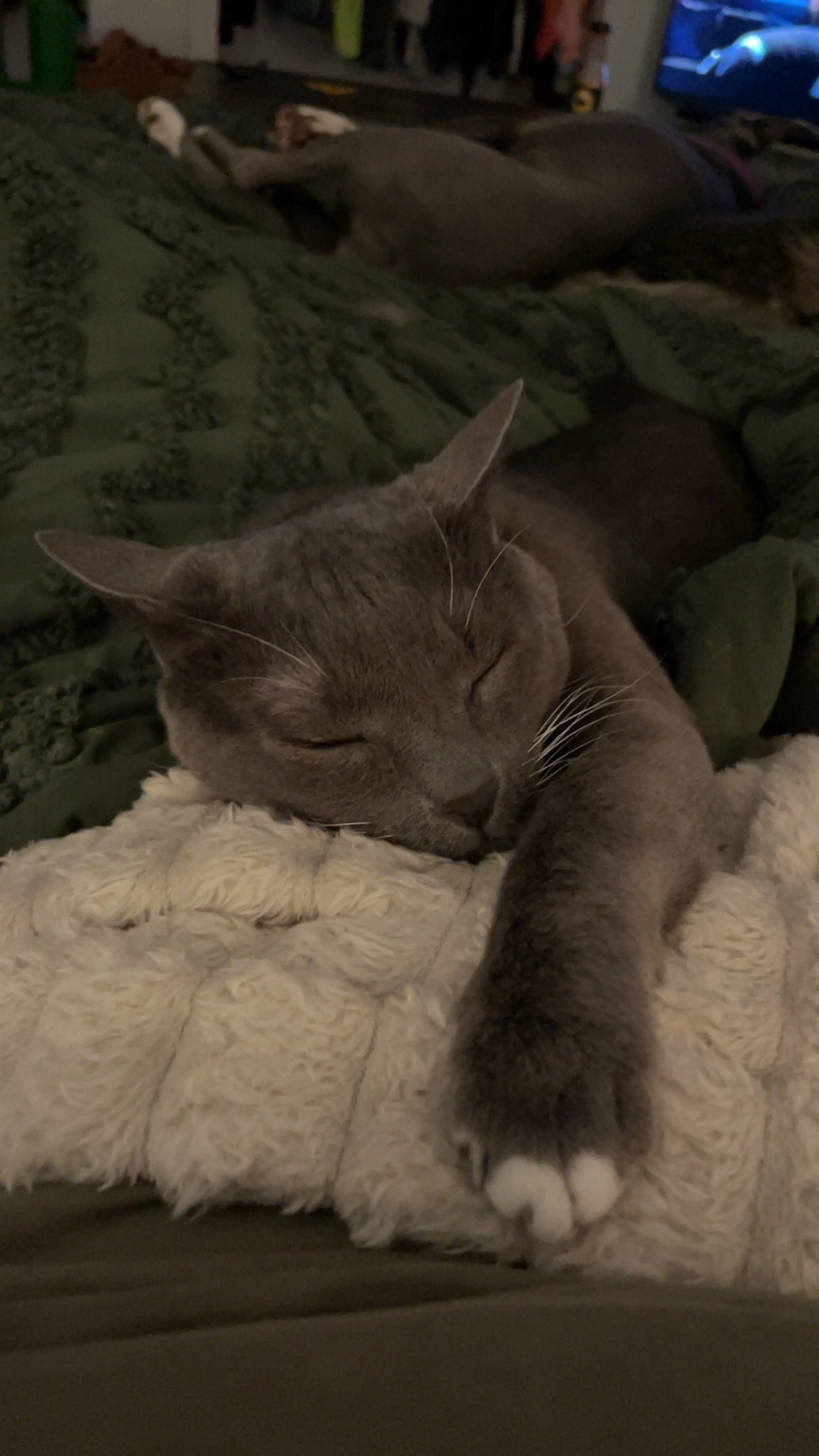 Lost pet-2