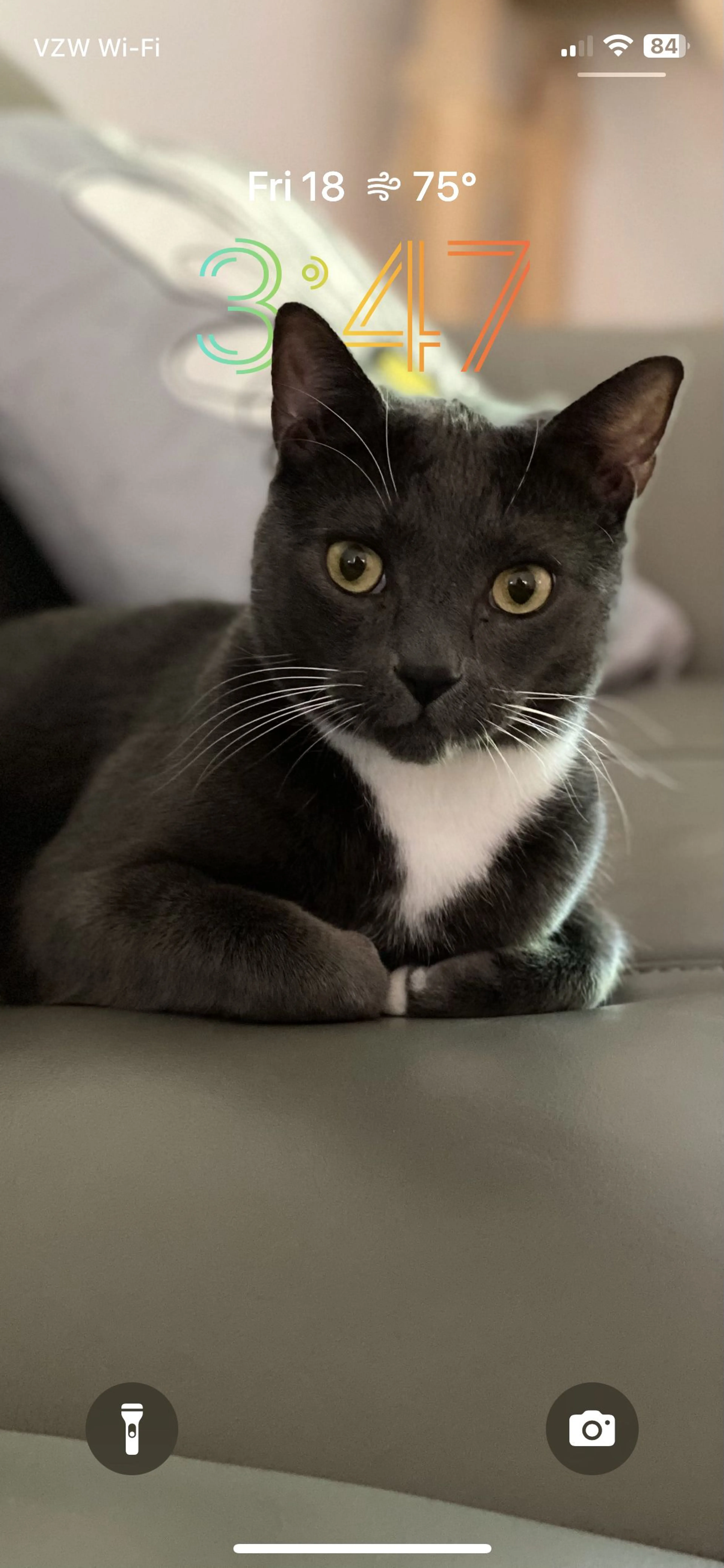 Lost pet-3