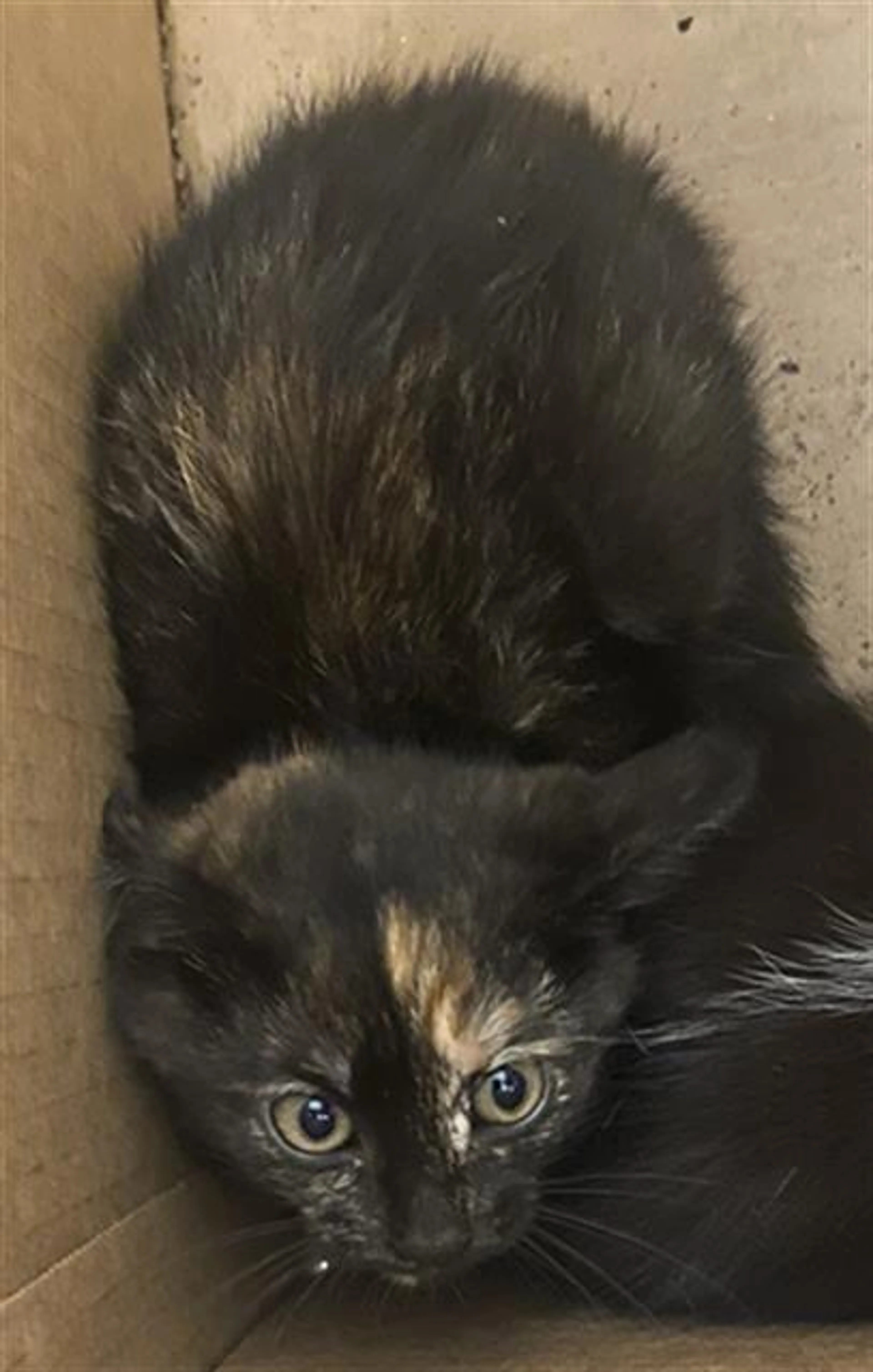 Found pet