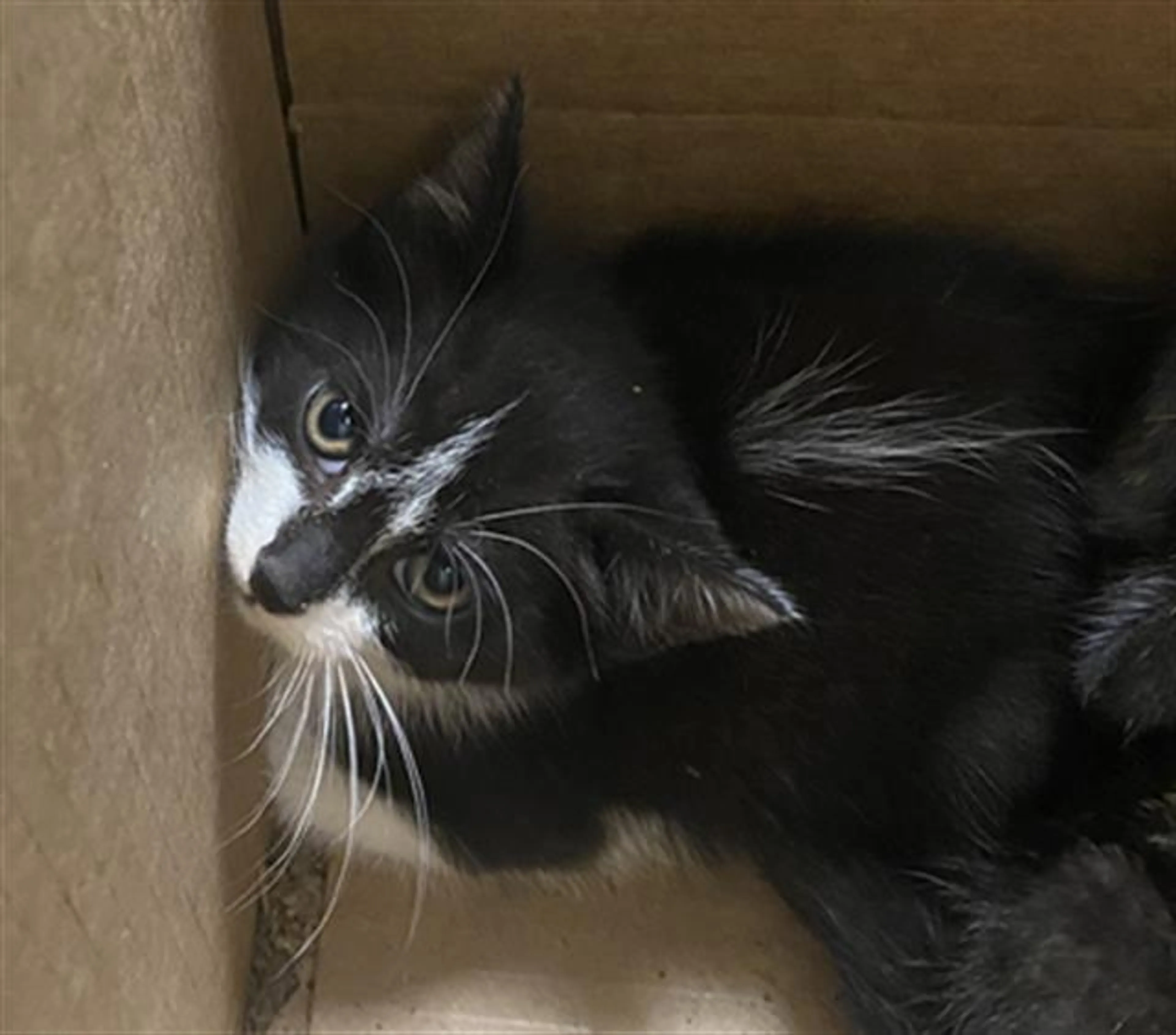 Found pet