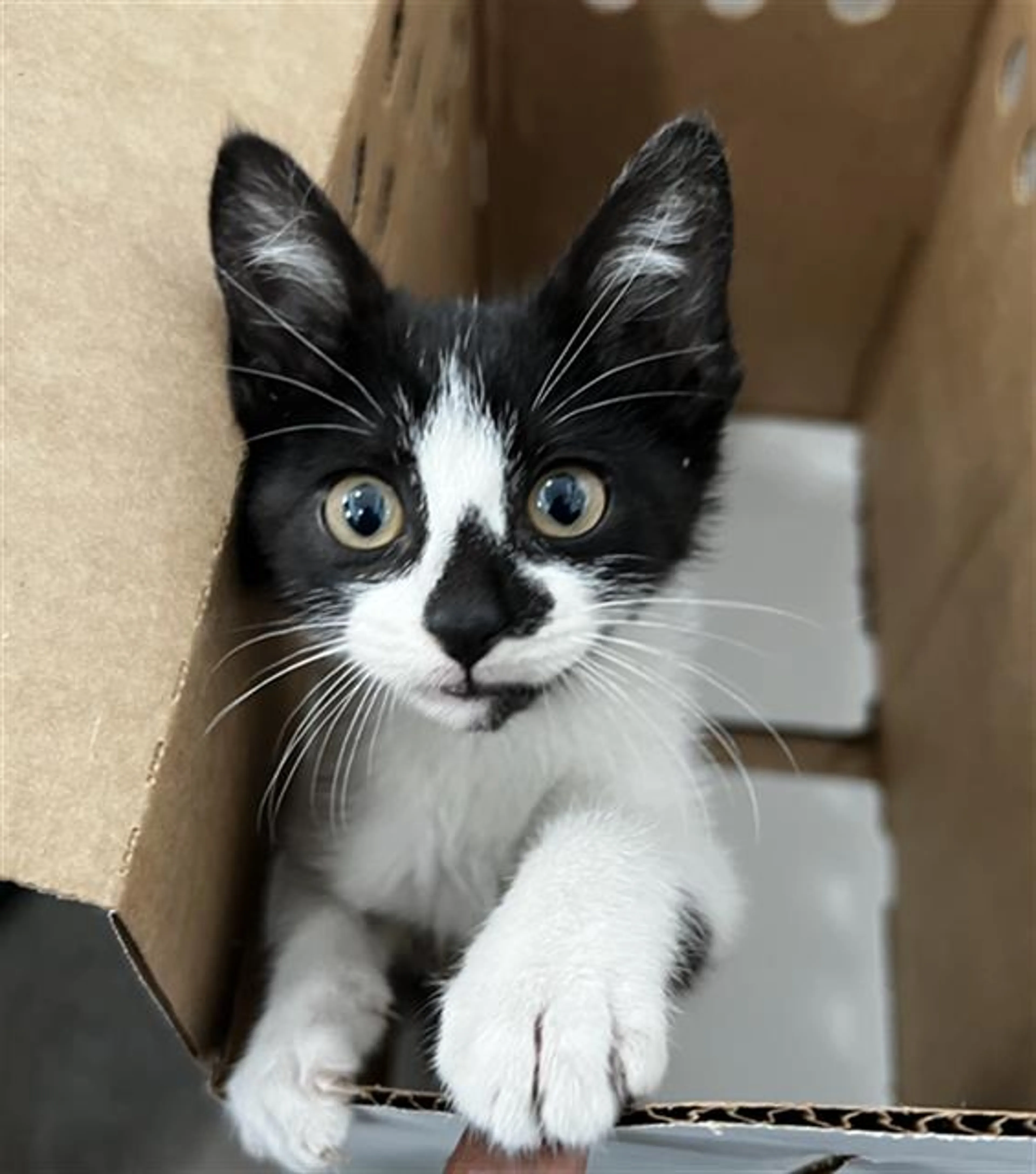 Found pet