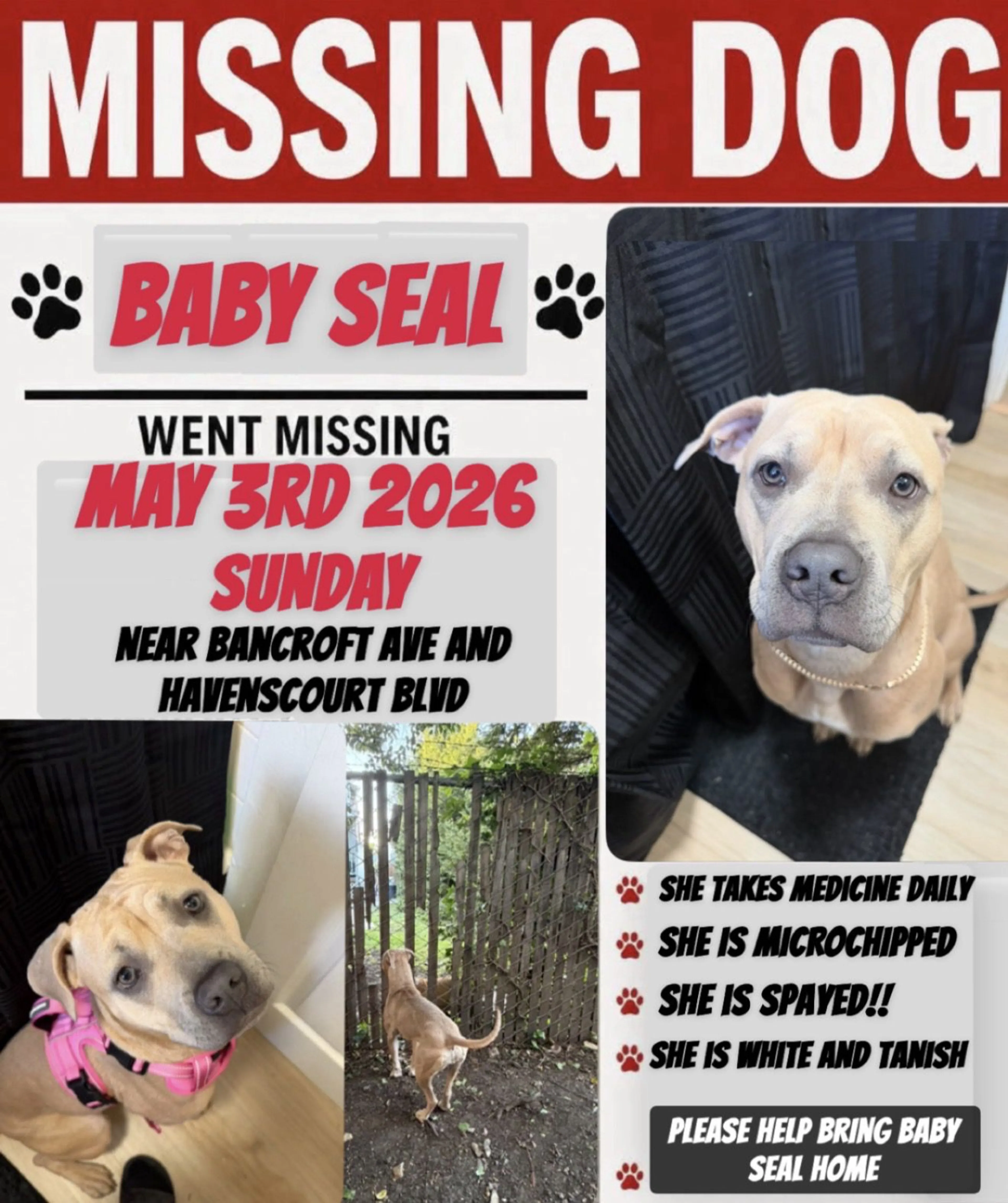 Lost pet