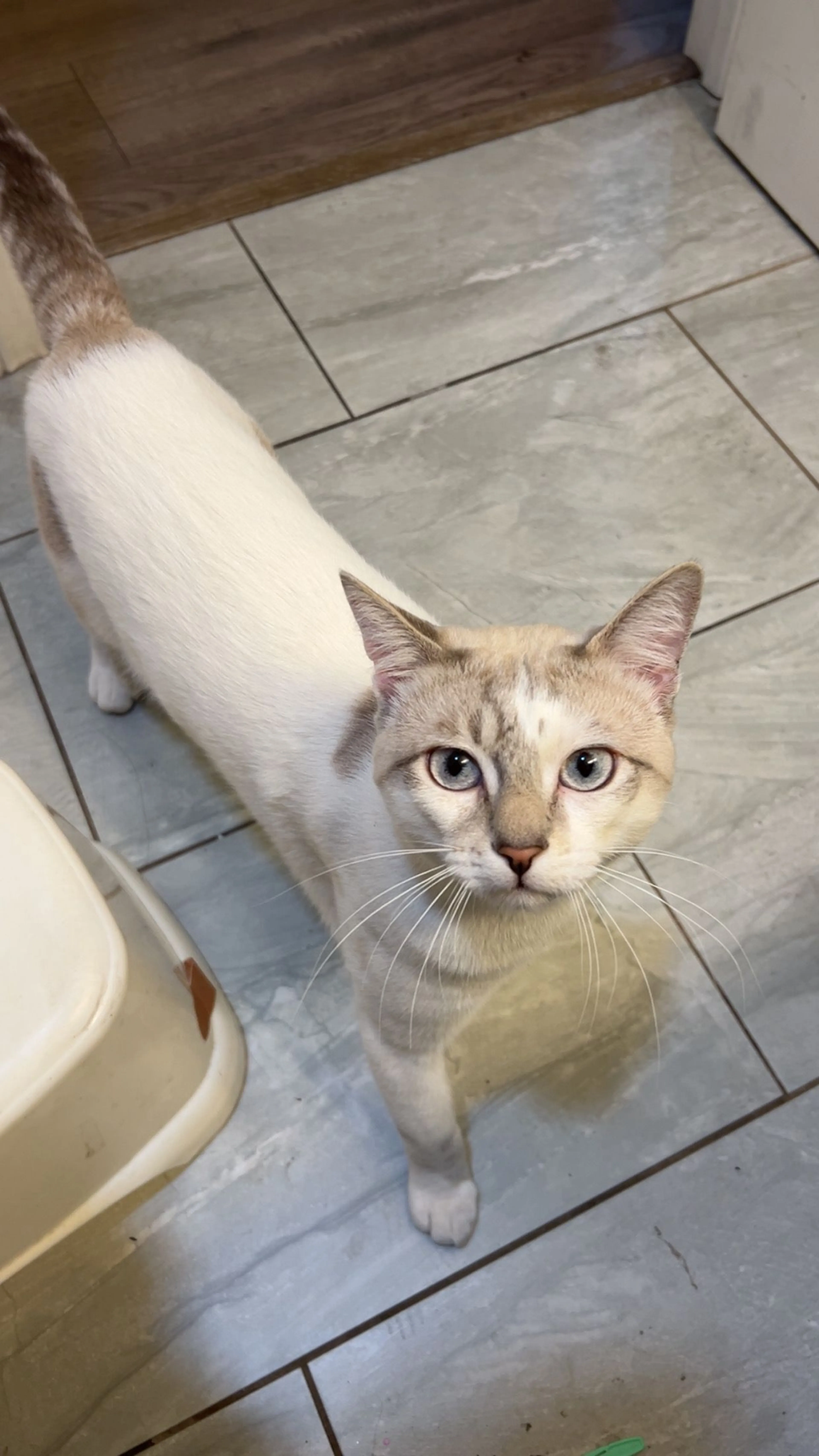 Lost pet