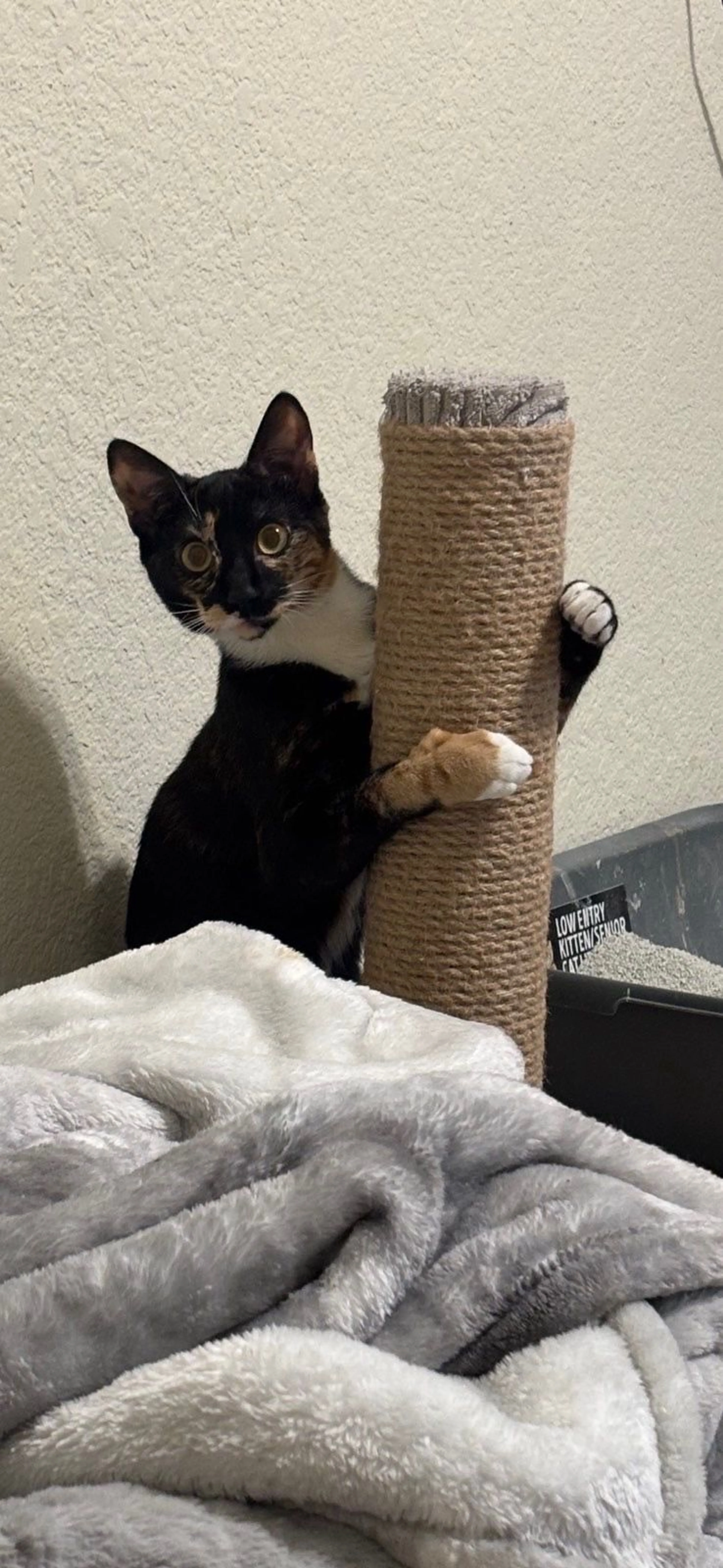 Lost pet