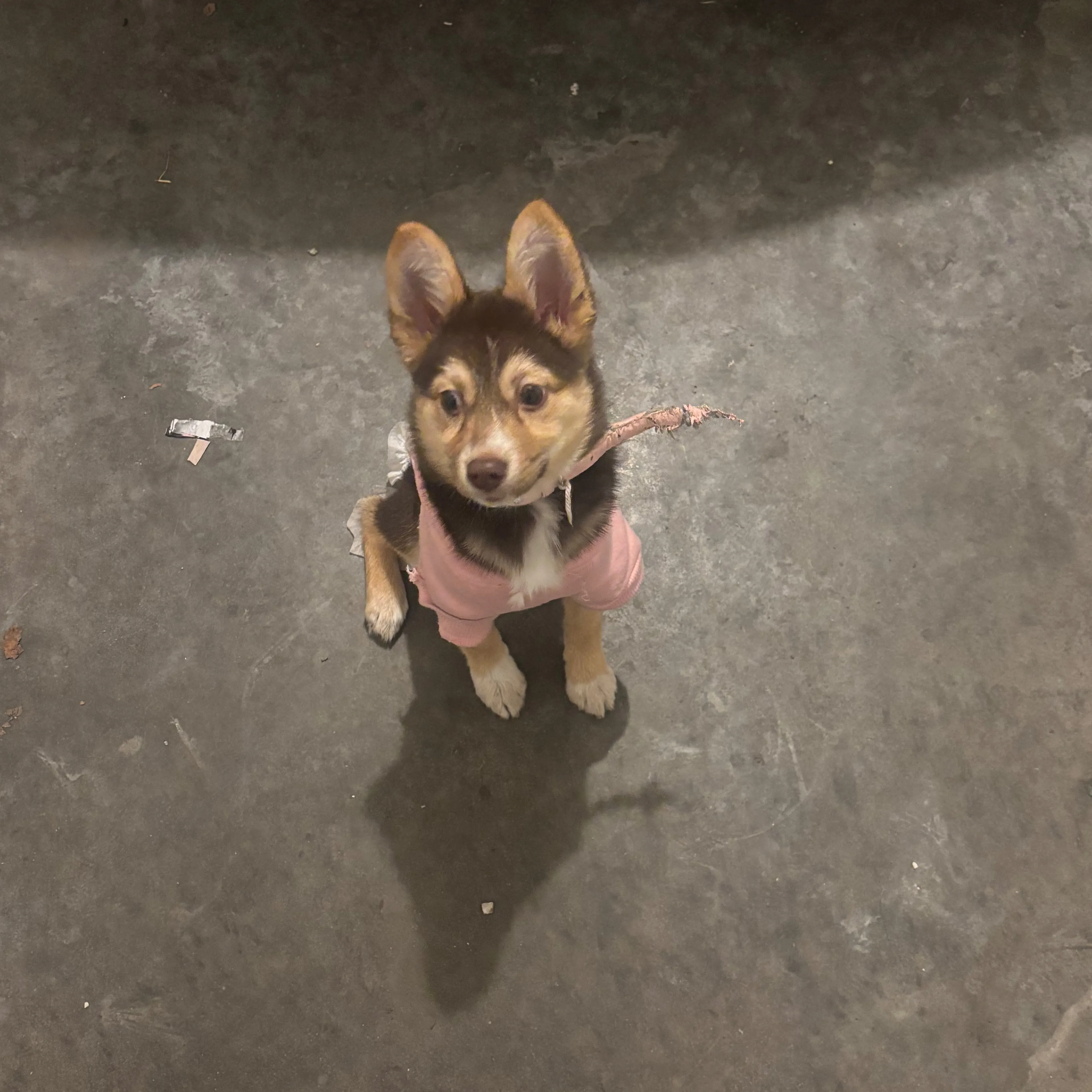 Lost pet-3
