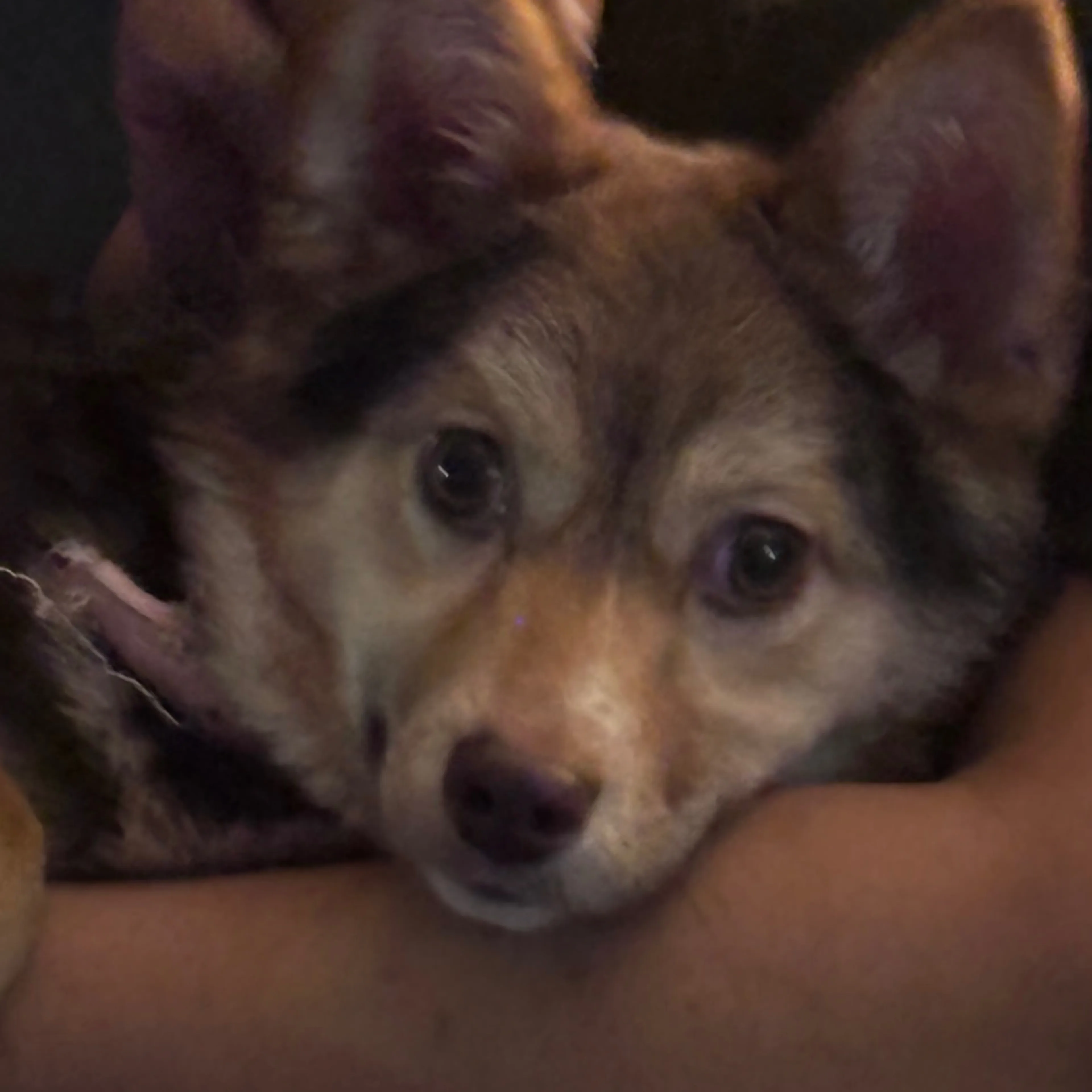 Lost pet-1