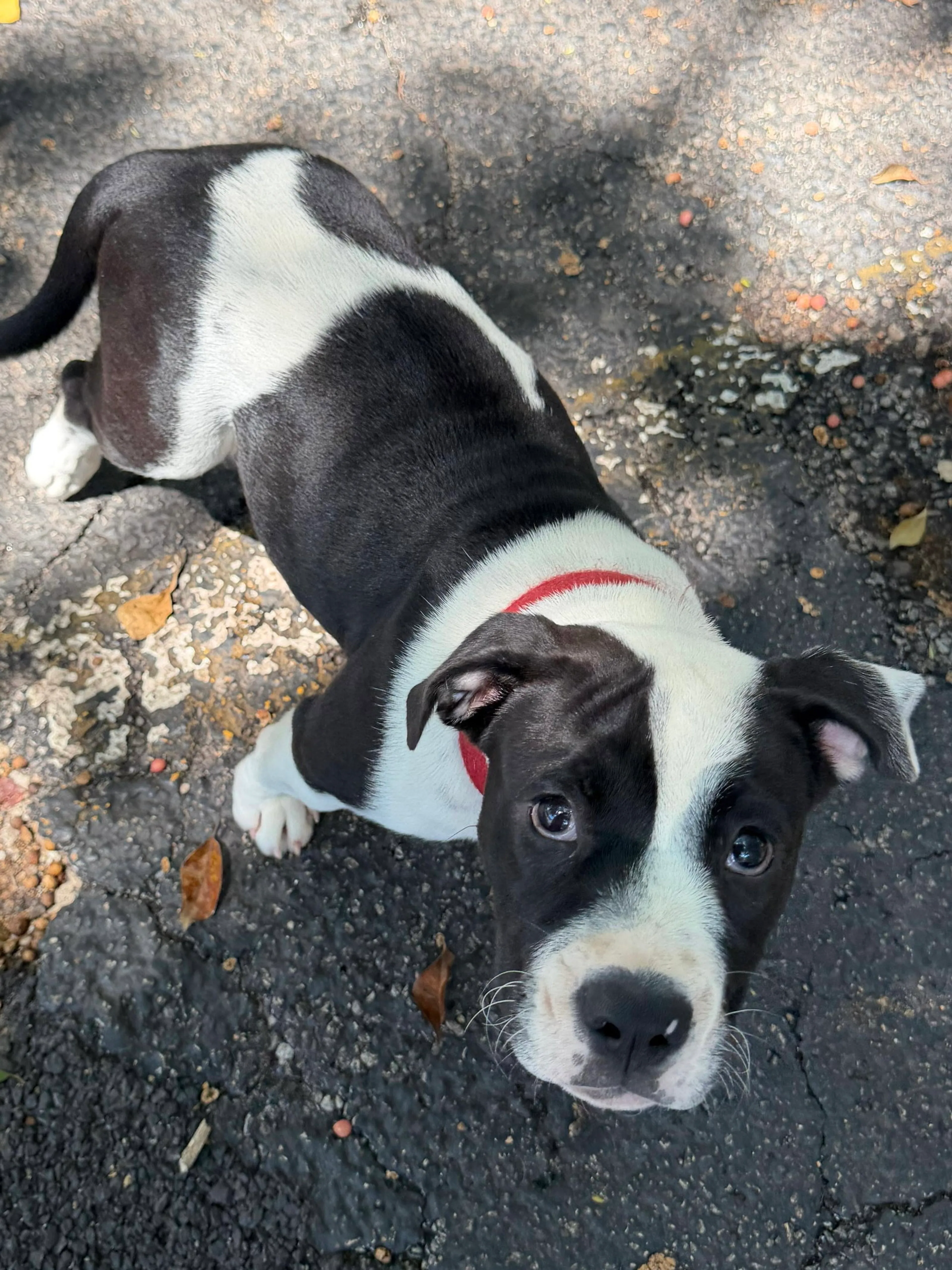 Found pet-3