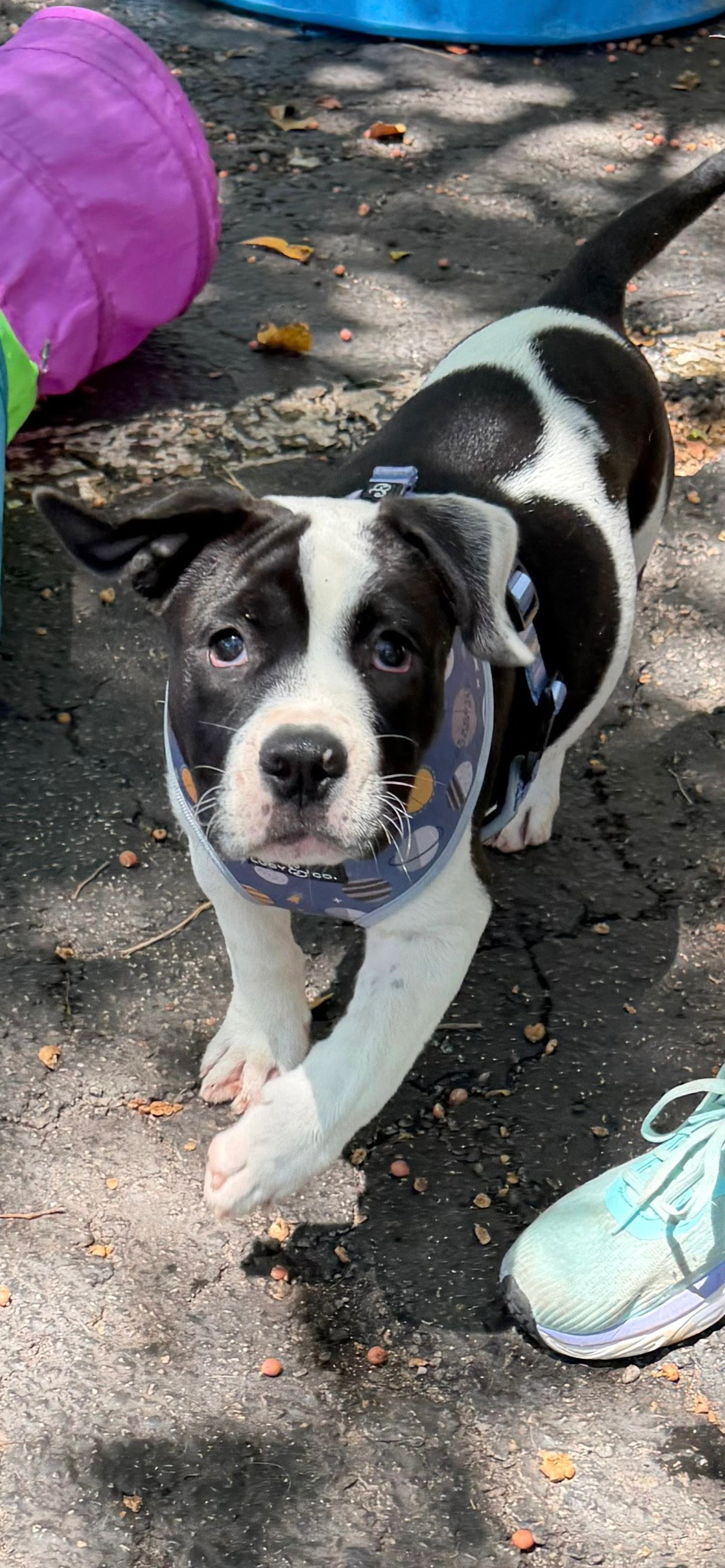 Found pet-1
