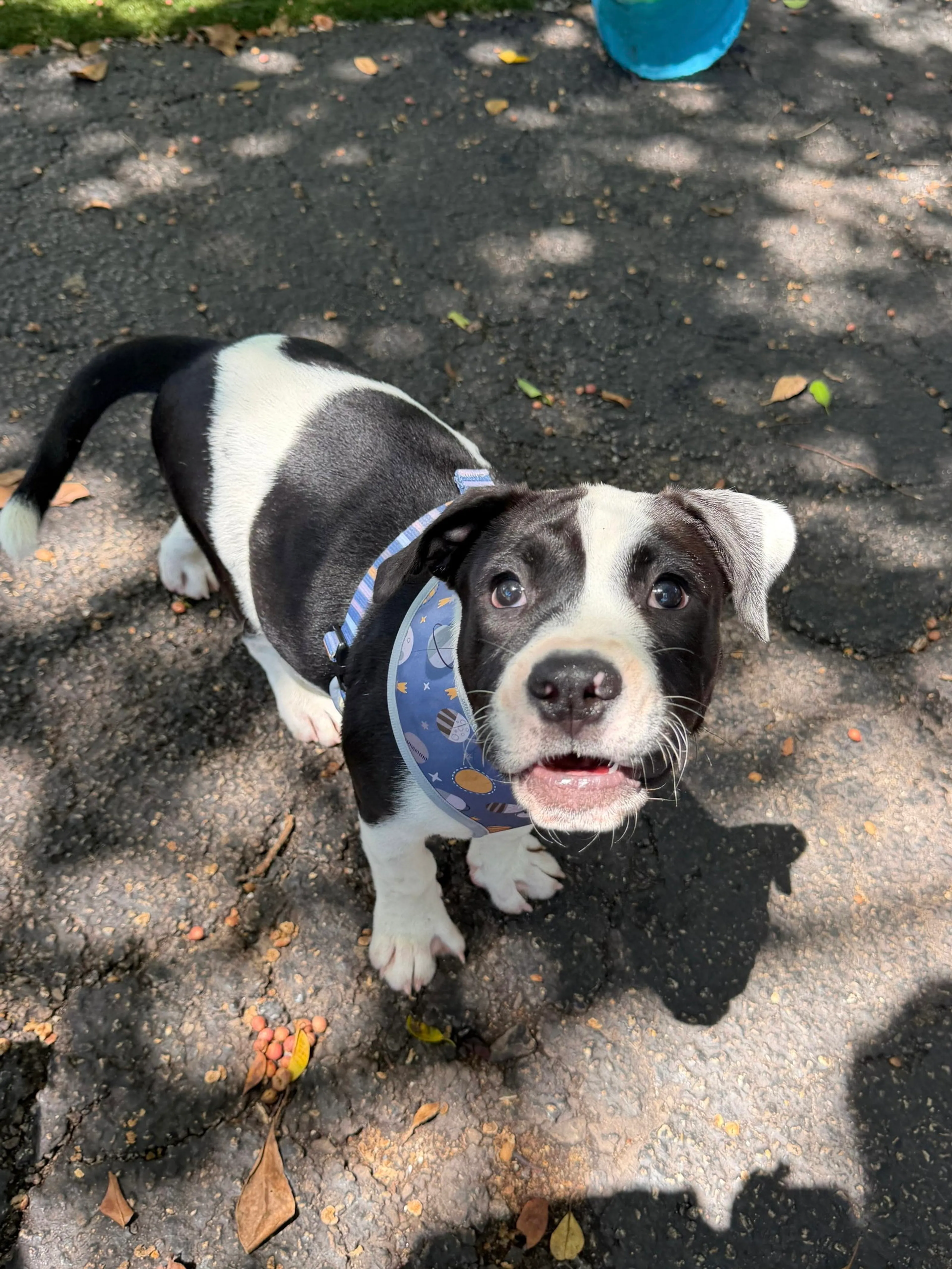 Found pet-2