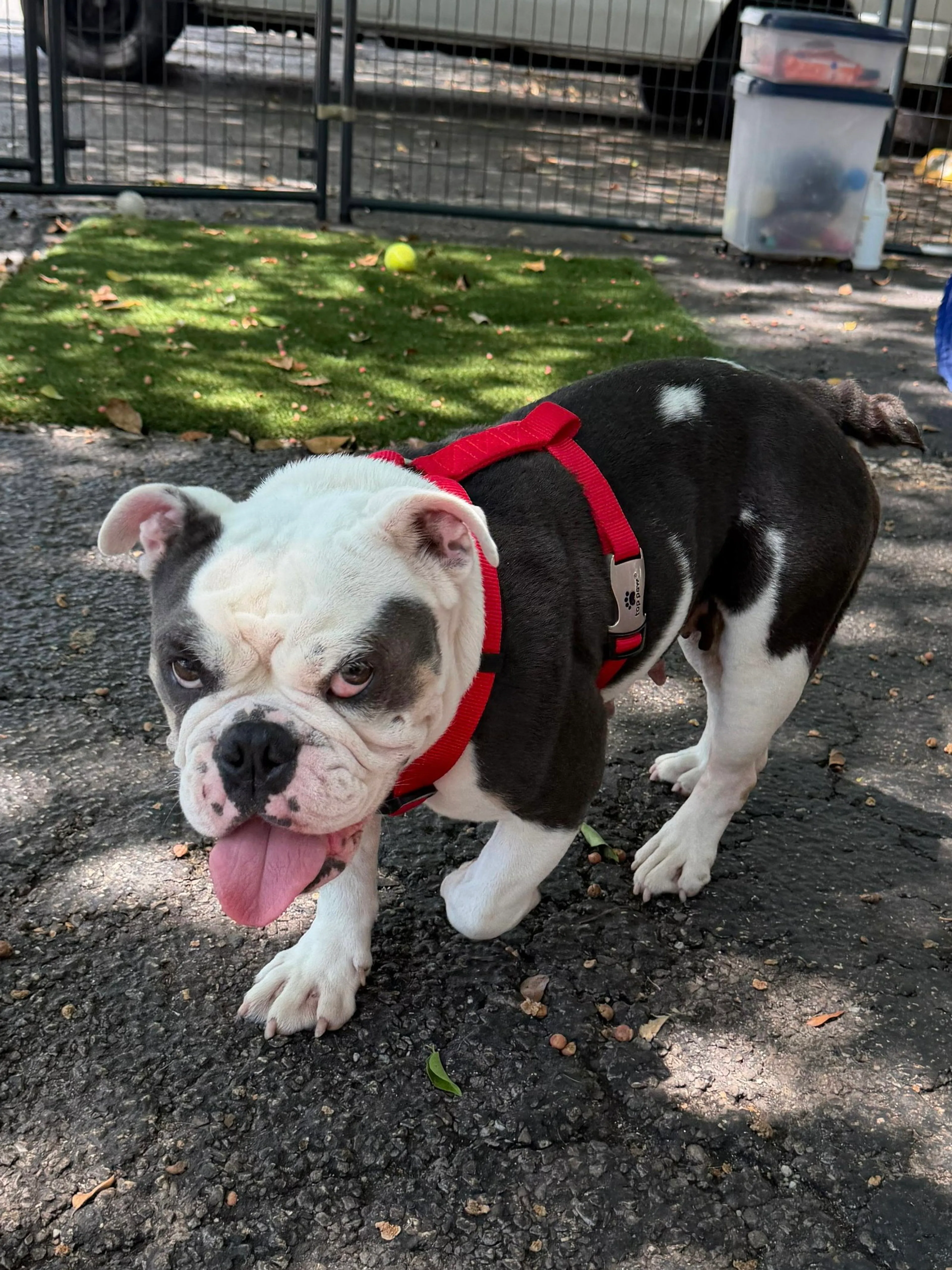 Found pet-3