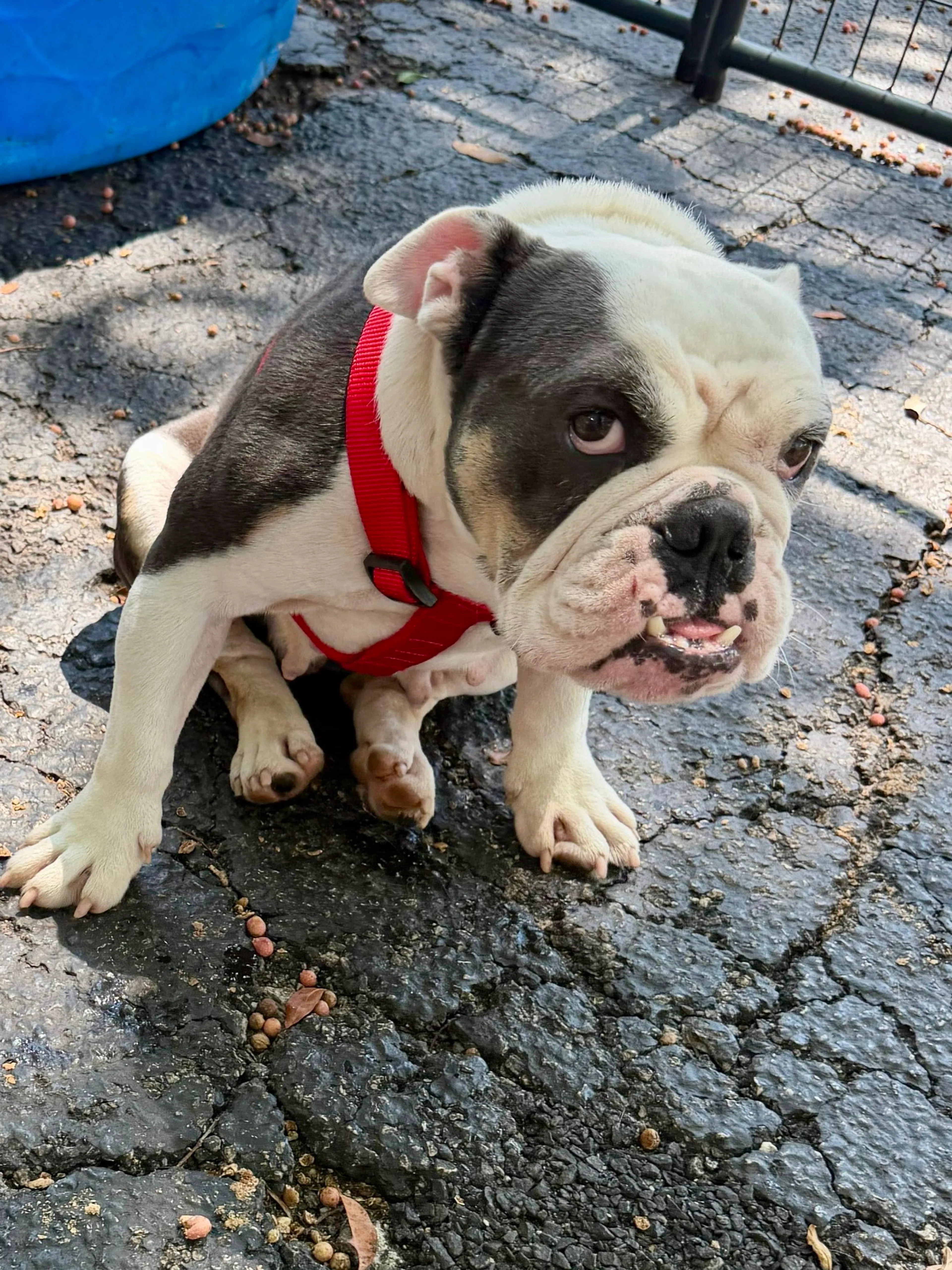 Found pet-2