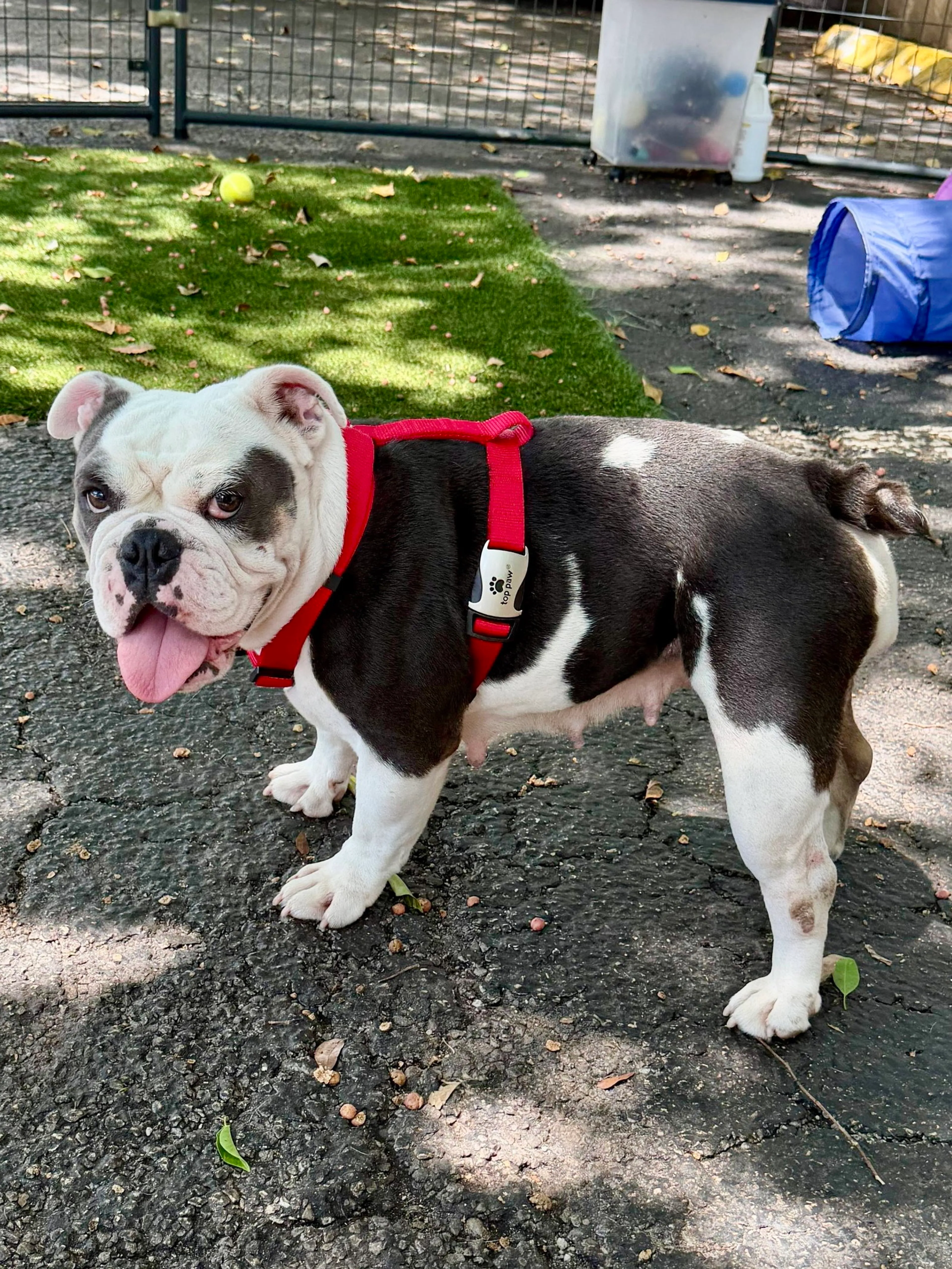 Found pet-1