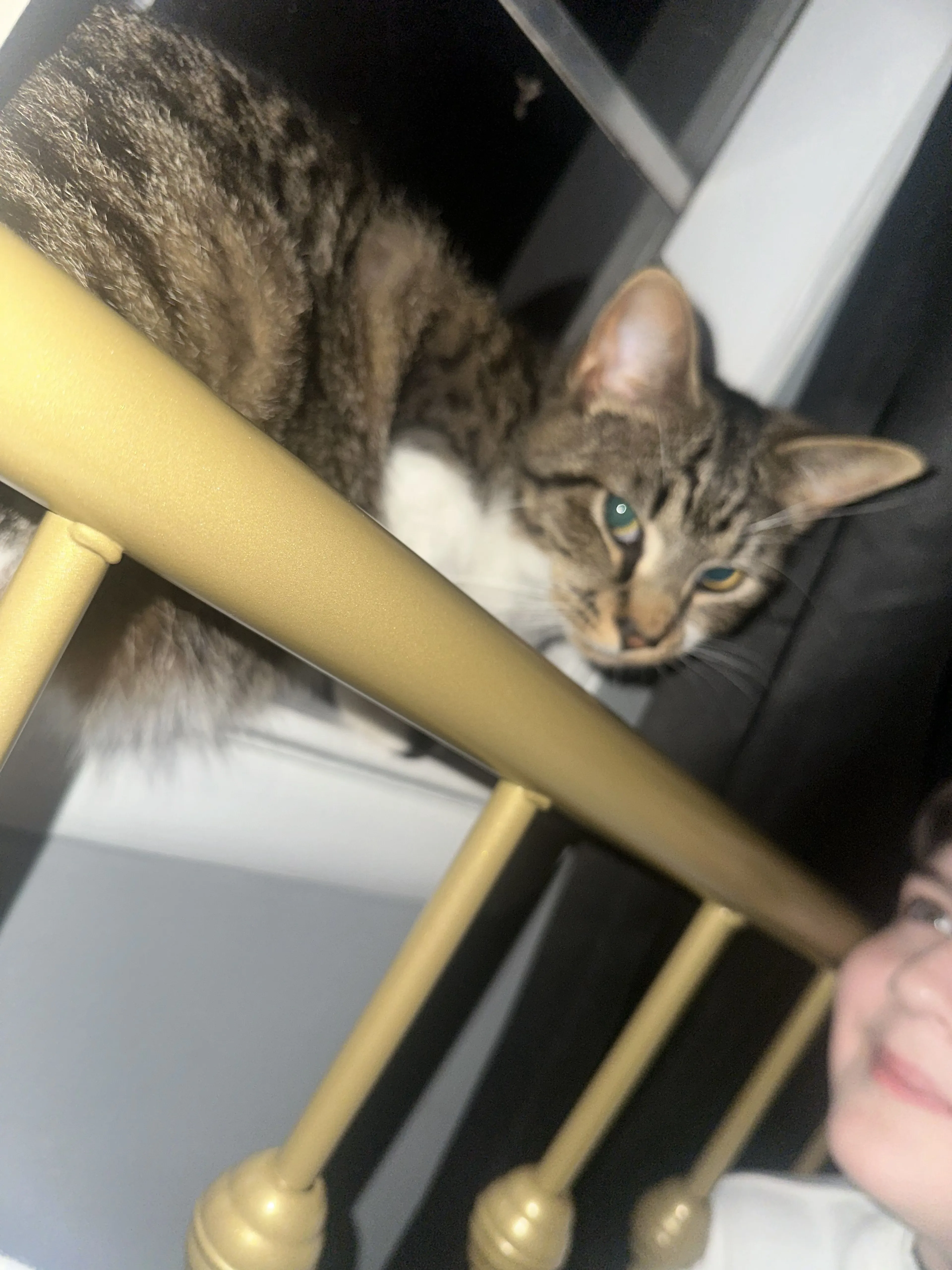 Lost pet