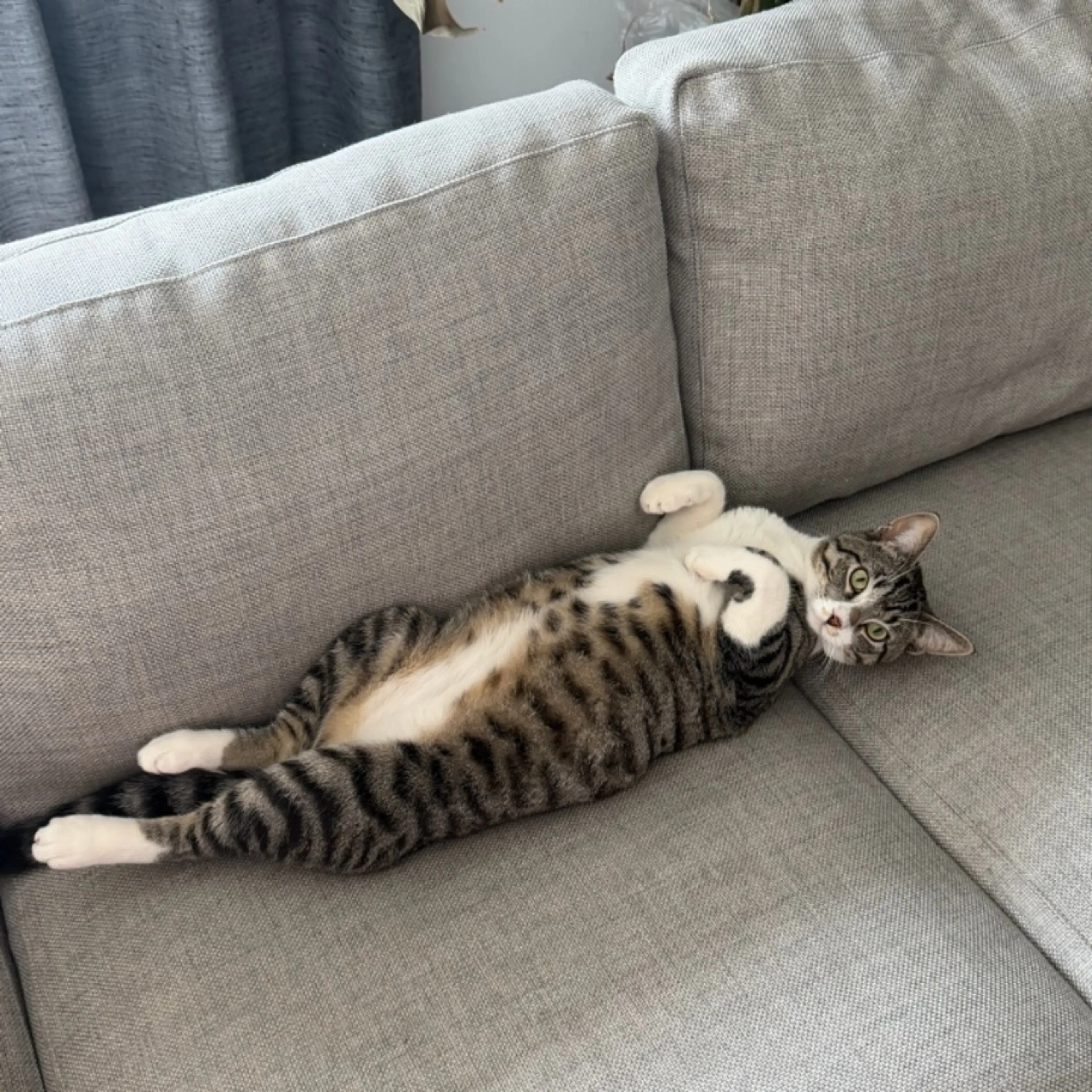 Lost pet