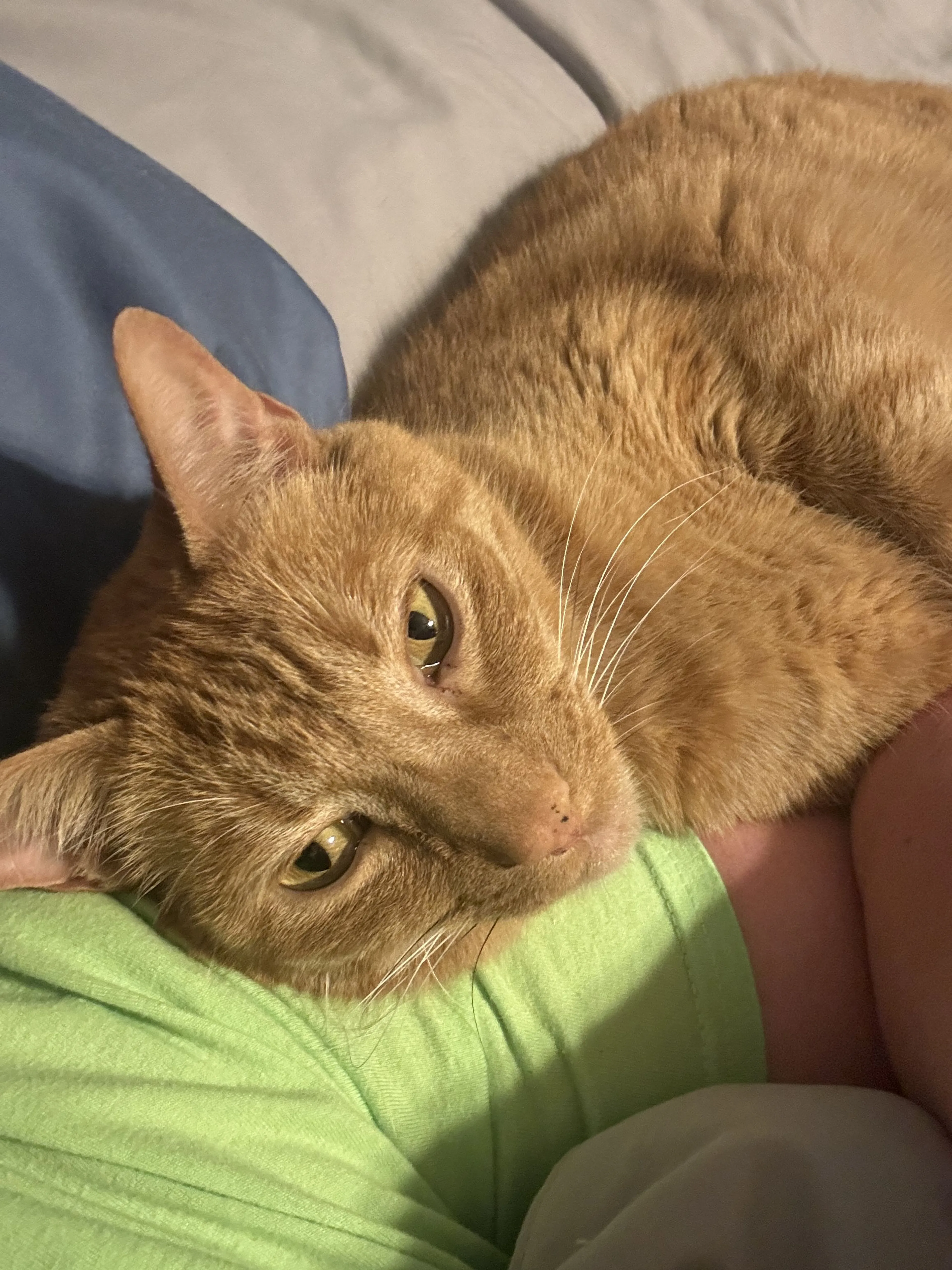 Lost pet-0